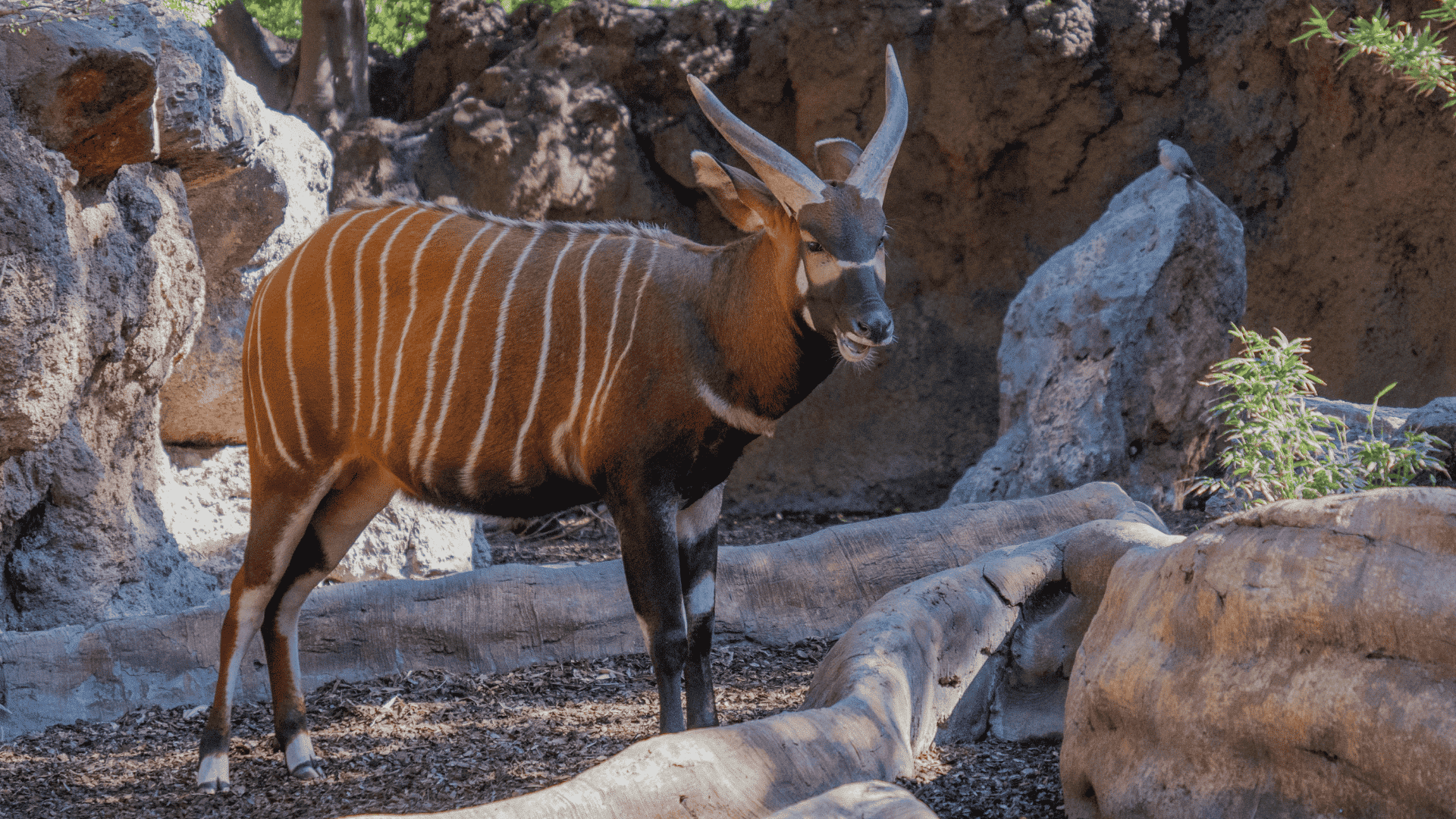 bongo antelope with striped body and curved horns standing among rocks and logs in a zoo-like enclosure