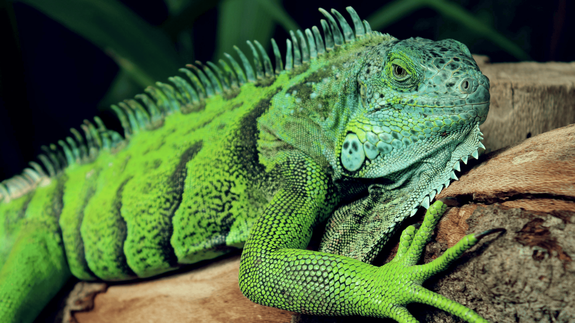 bright green iguana perched on a tree branch, detailed scales and spines along its back in a lush tropical setting