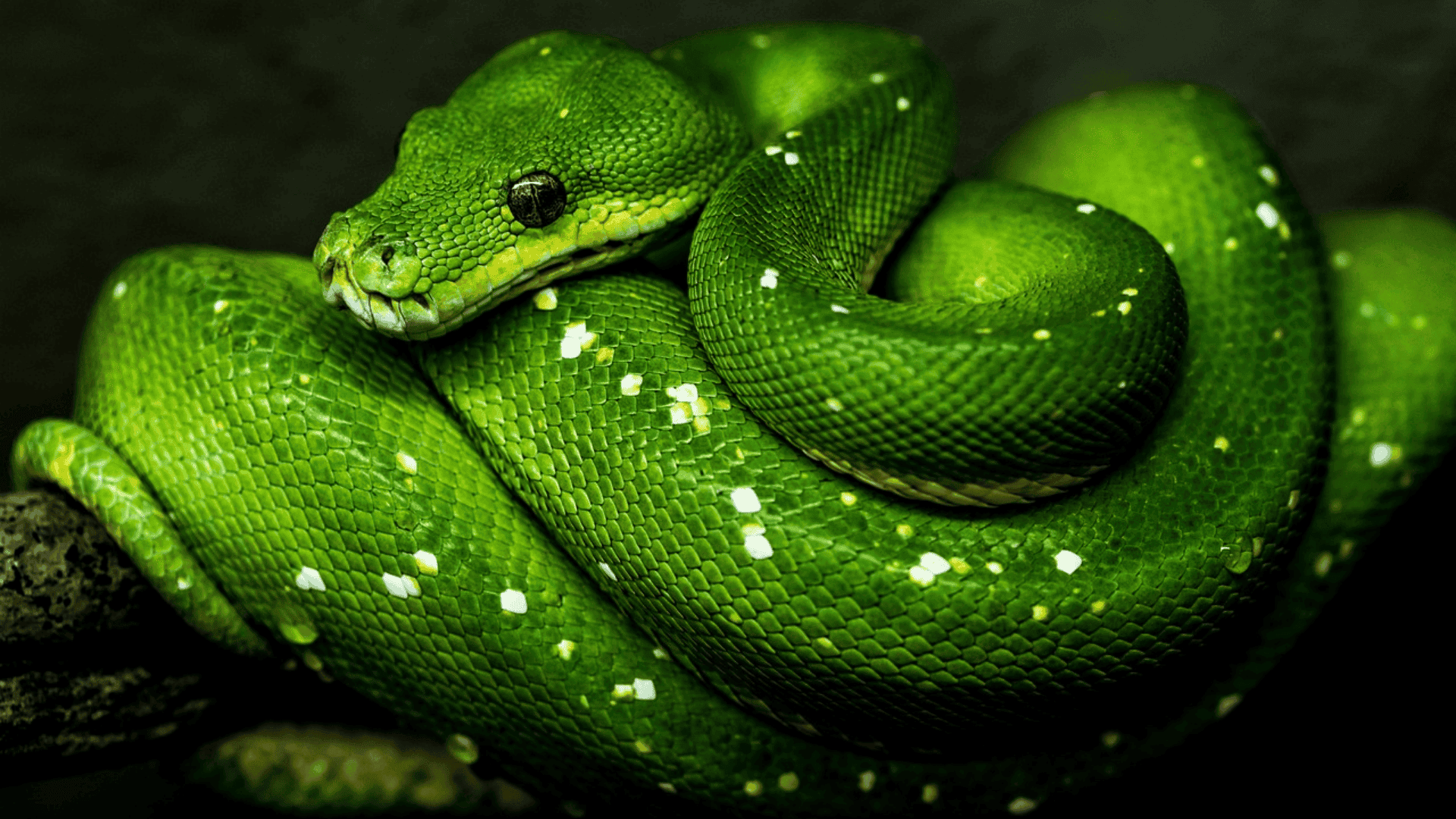 bright green tree python coiled tightly on branch, smooth scales and white spots visible against dark background