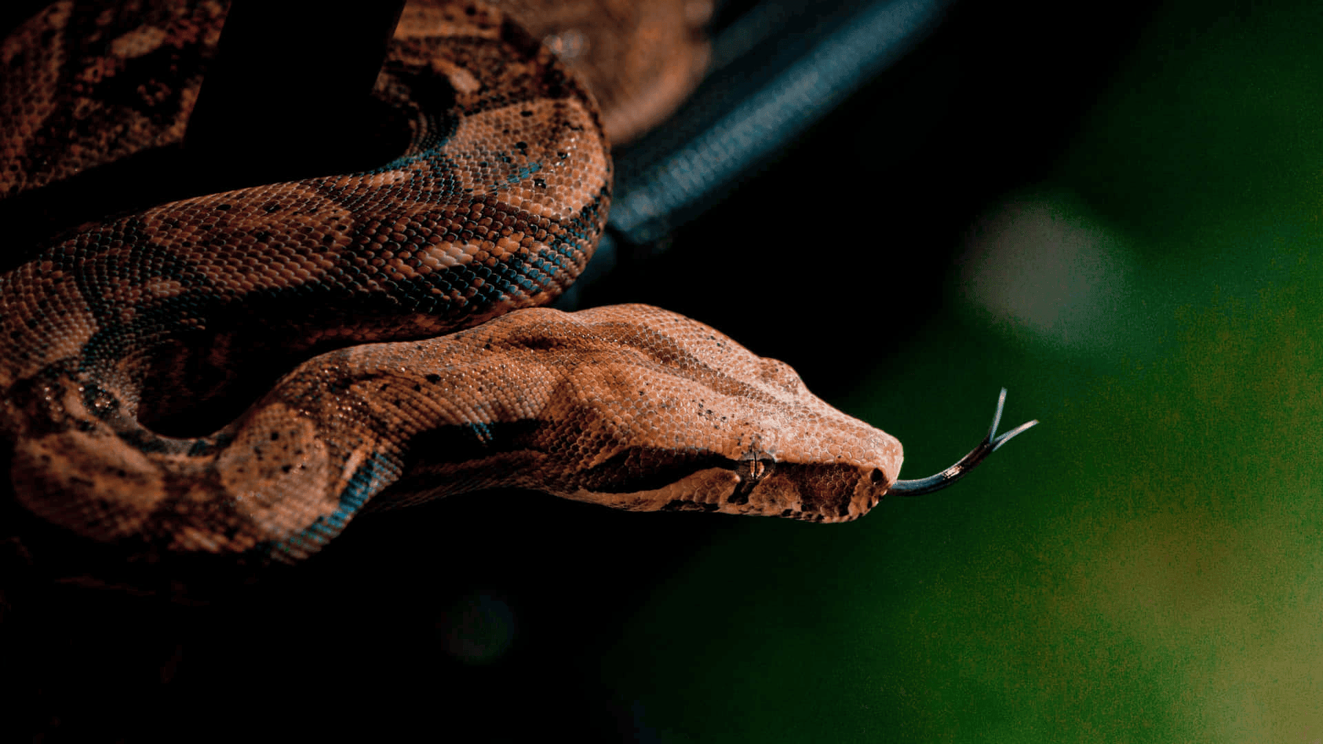 brown boa constrictor coiled on a branch, close-up of head with forked tongue extended against dark green background