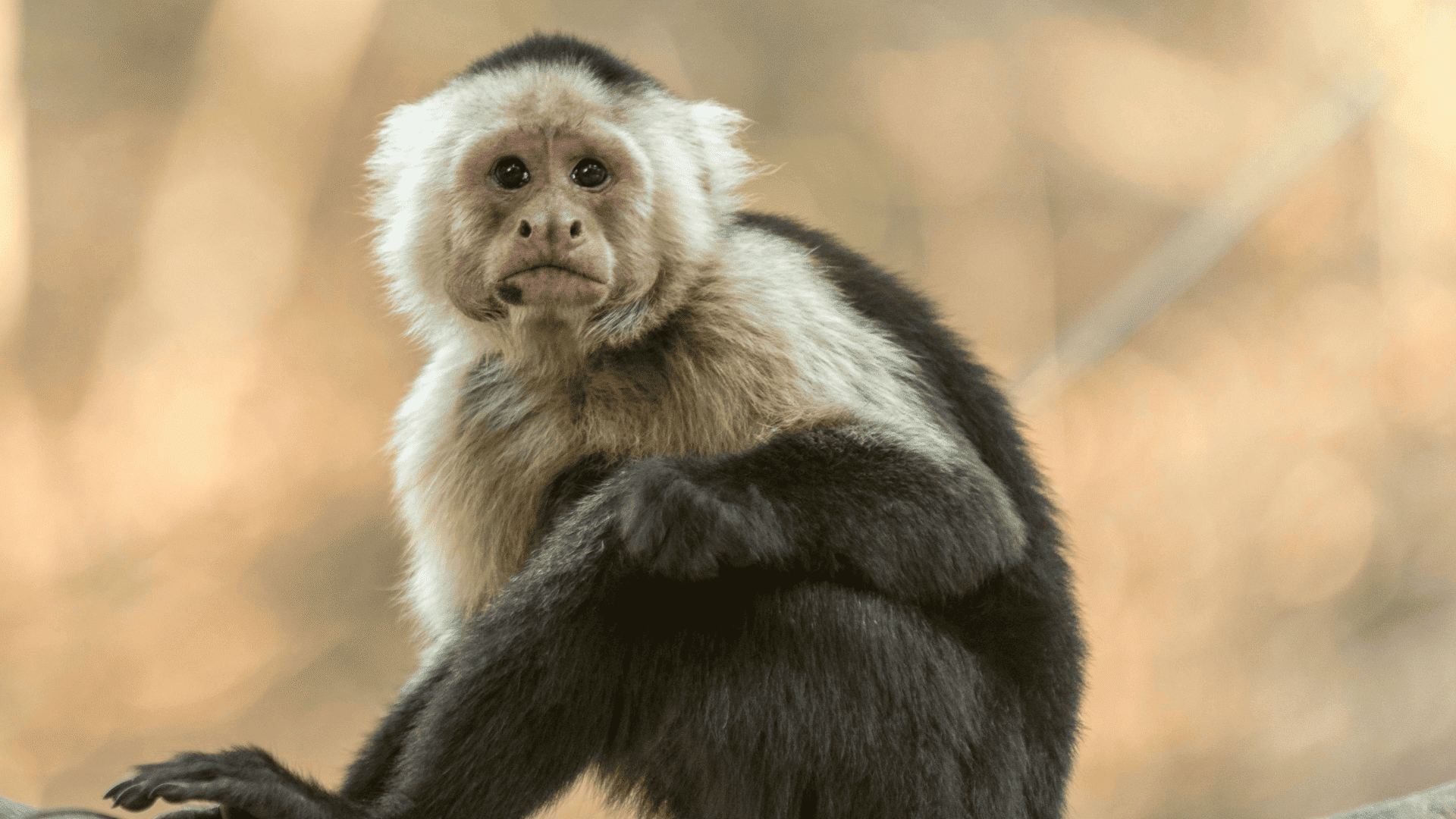 capuchin monkey sitting on a branch looking forward with expressive eyes against a soft brown blurred background