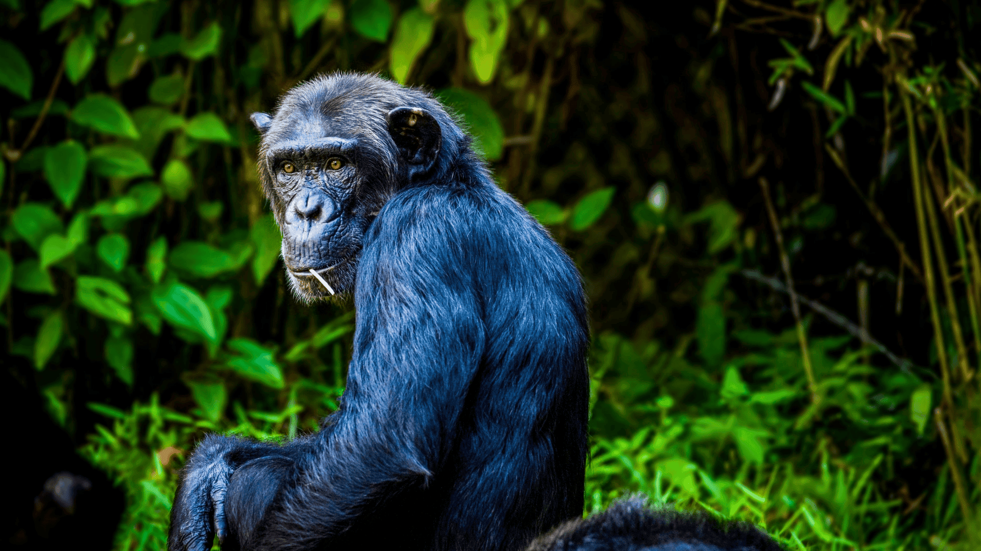 chimpanzee sitting in lush green forest looking back over its shoulder with a calm and observant expression
