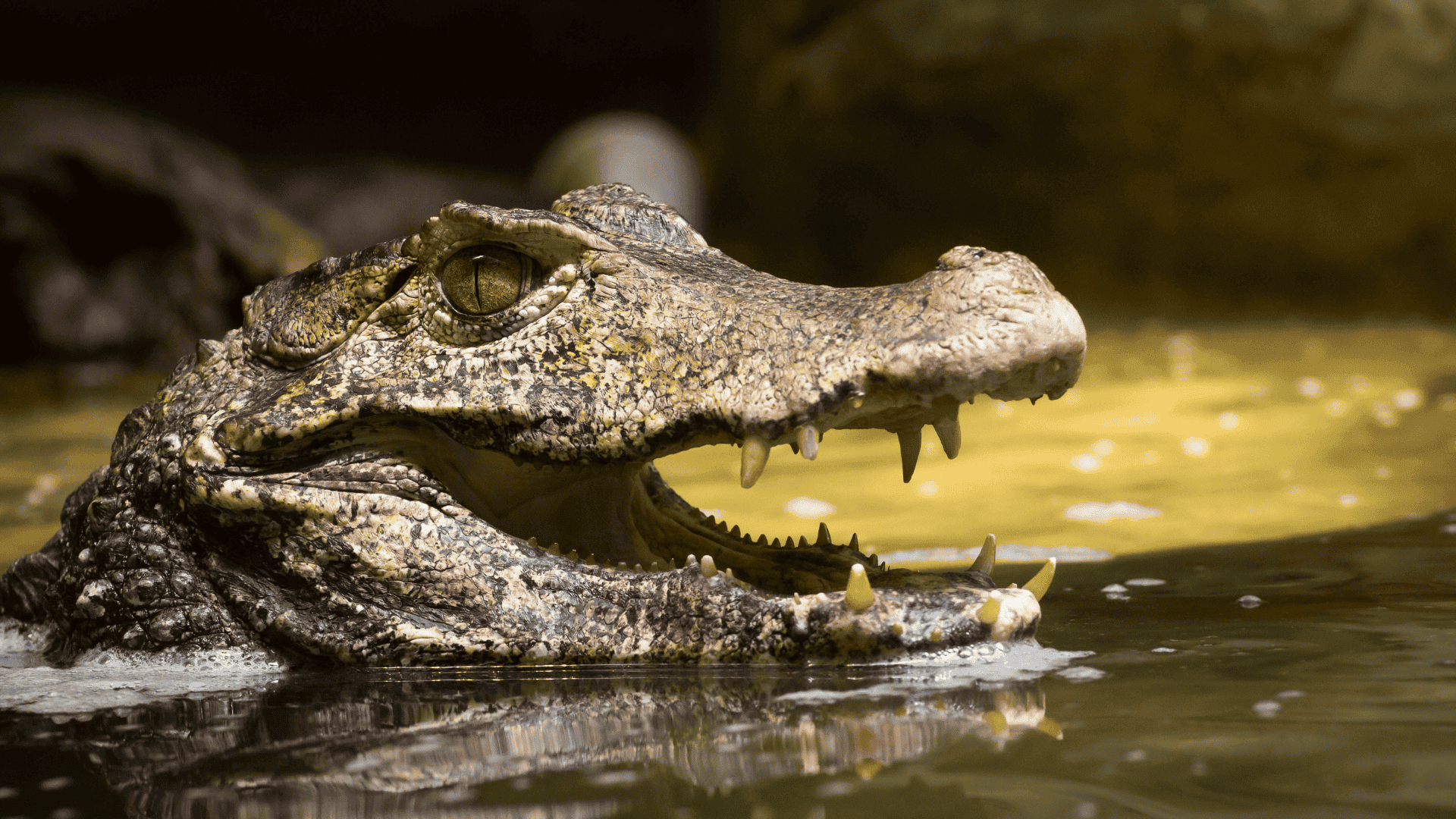 close-up of caiman head above water, textured scales and sharp teeth visible as it floats in murky yellowish swamp