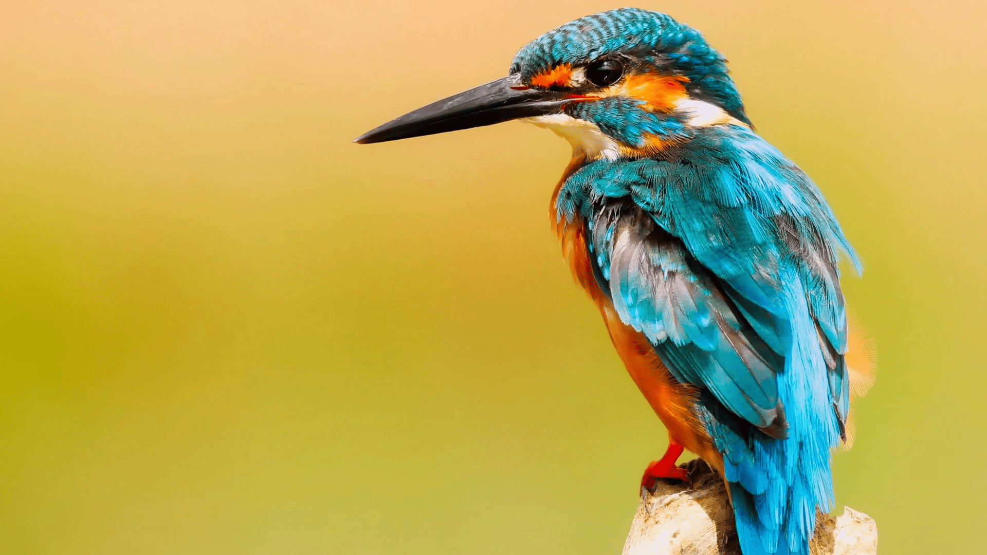colorful kingfisher with blue and orange feathers perched on stick, sharp beak pointing forward against smooth yellow backdrop