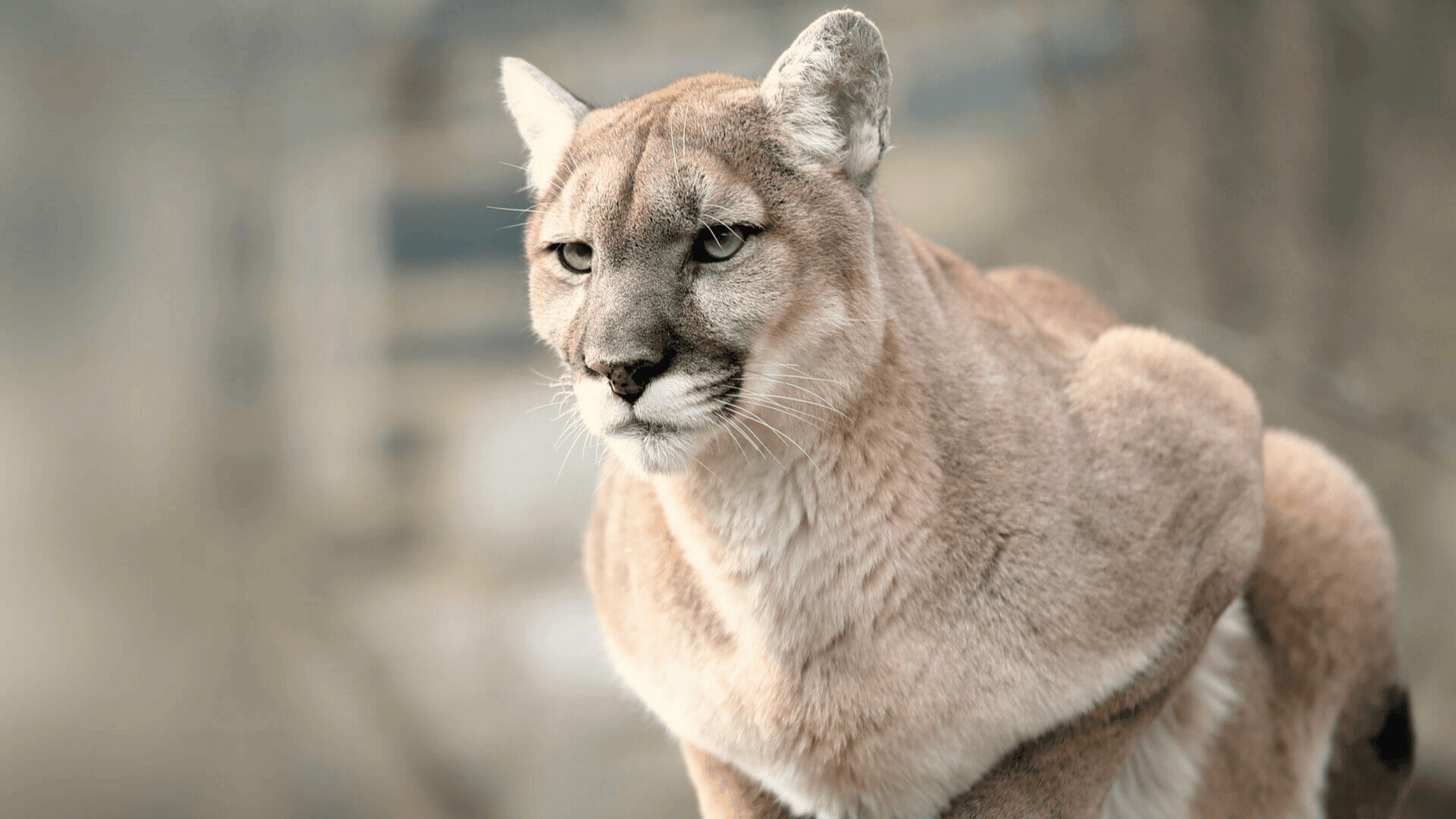 cougar with light brown fur standing alert and looking forward against a neutral blurred background