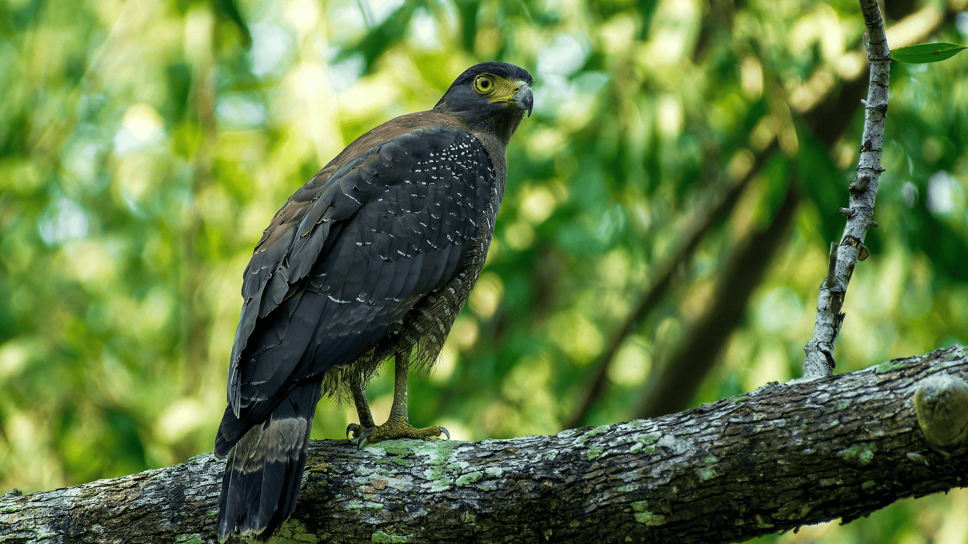 dark brown crested serpent eagle perched on tree branch, yellow eyes alert against lush green forest backdrop