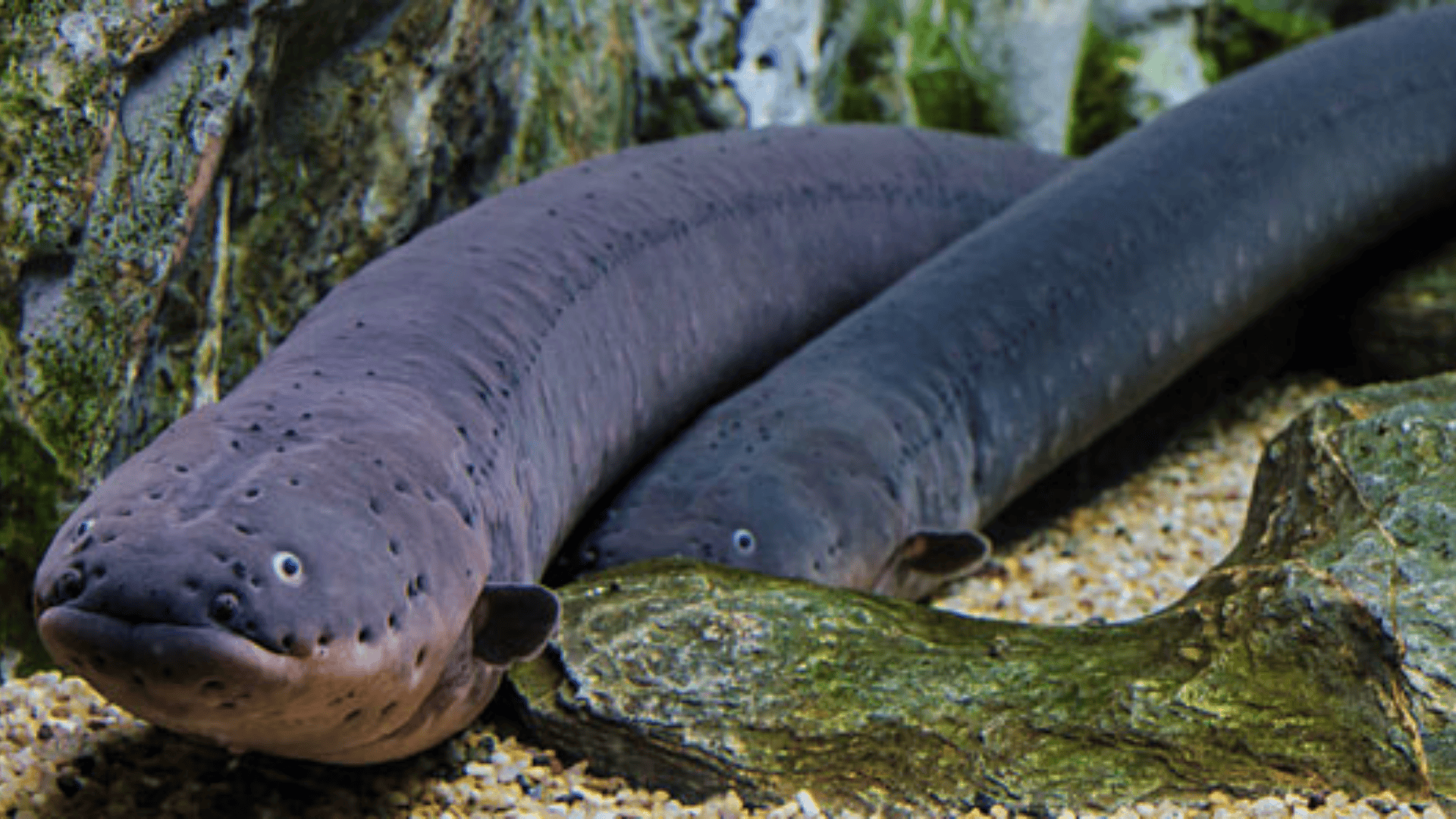 electric eel resting on sandy aquarium floor near rocks, elongated dark body with small eyes and smooth skin texture