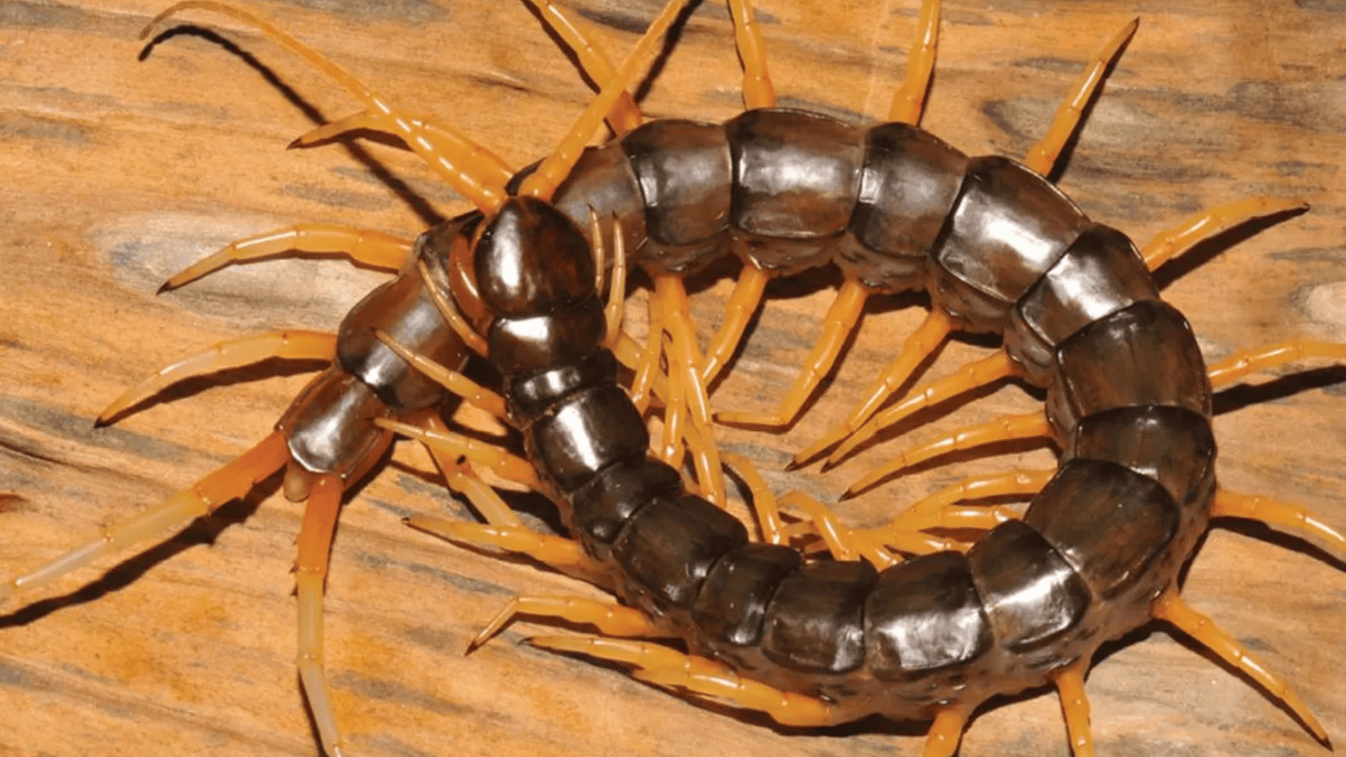 giant centipede on wood surface, long segmented body with many orange legs and curved posture in close-up view