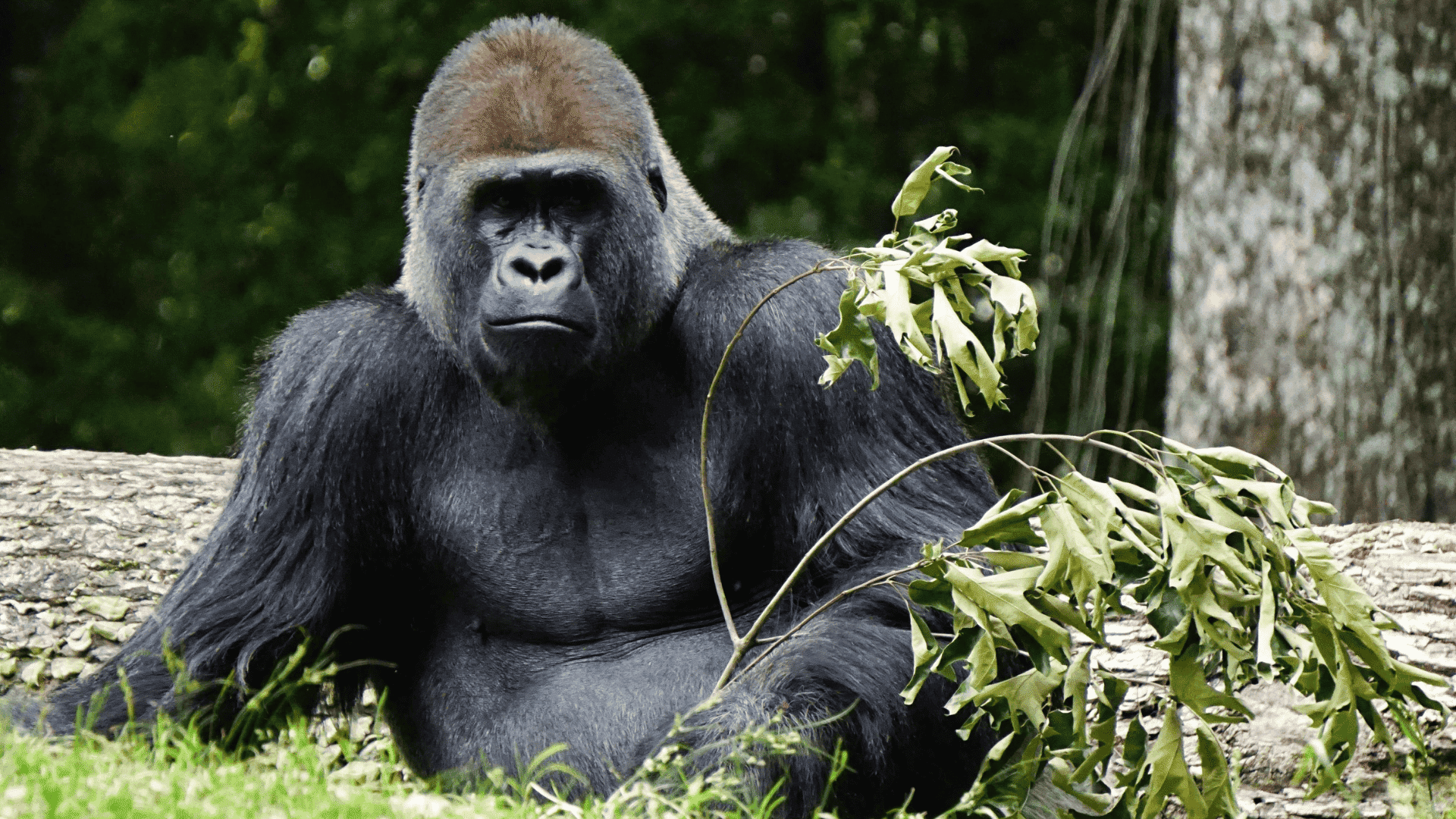 gorilla resting on grass near a fallen branch looking directly ahead with a strong and calm presence