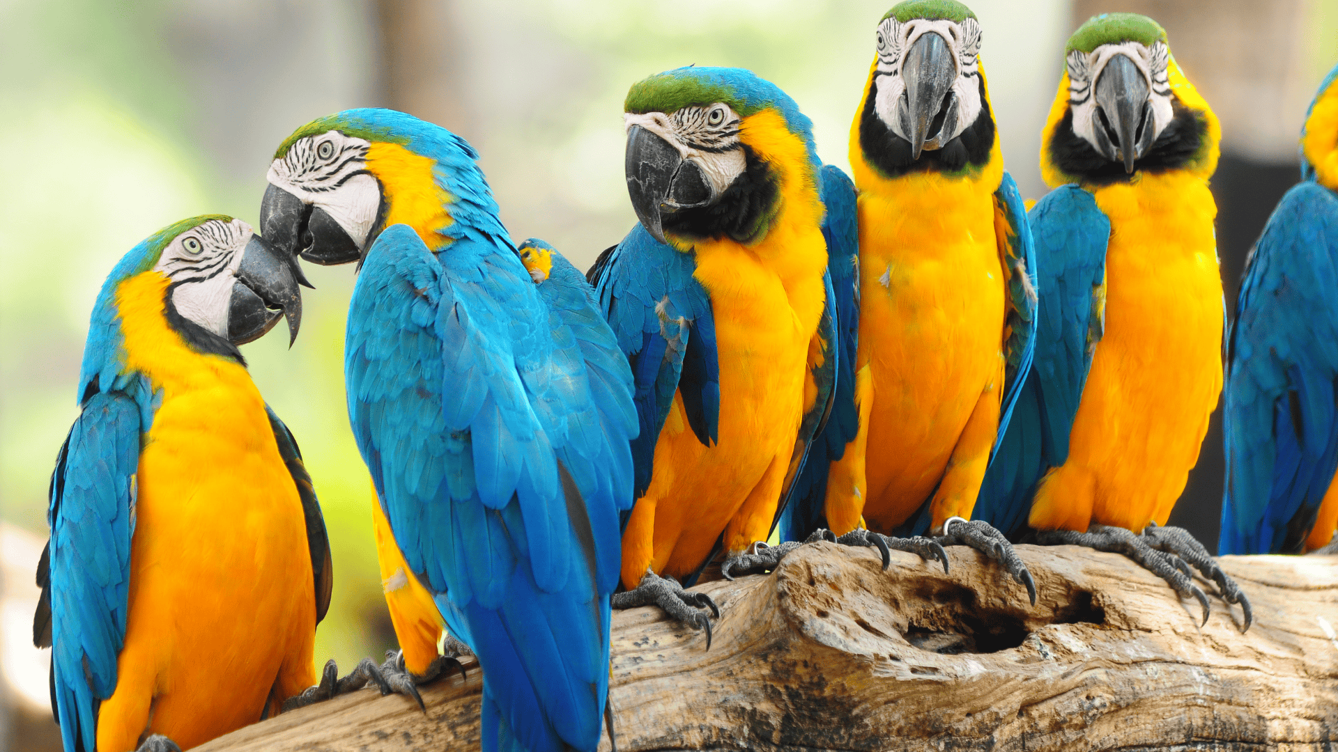 group of blue and yellow macaws perched closely on log, vibrant feathers and strong beaks facing different directions