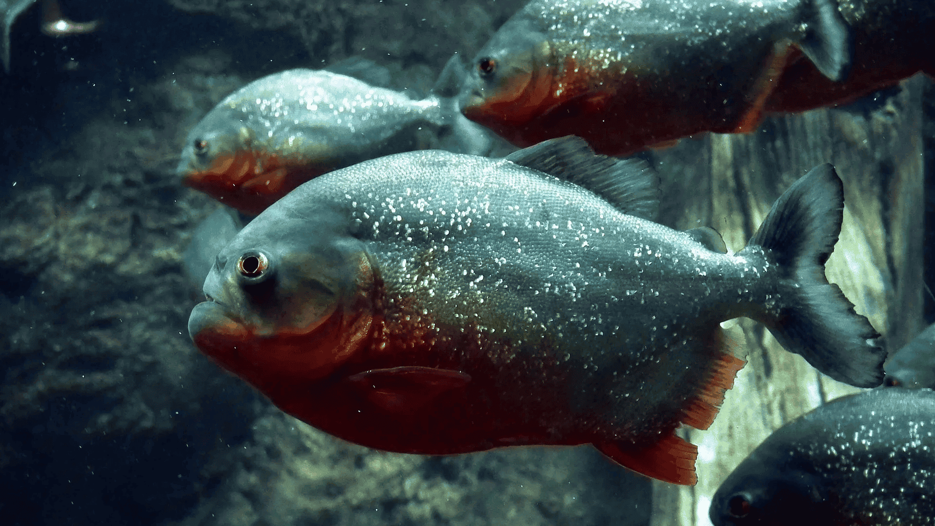 group of piranhas swimming in murky water, silver bodies with red bellies and sharp features moving together