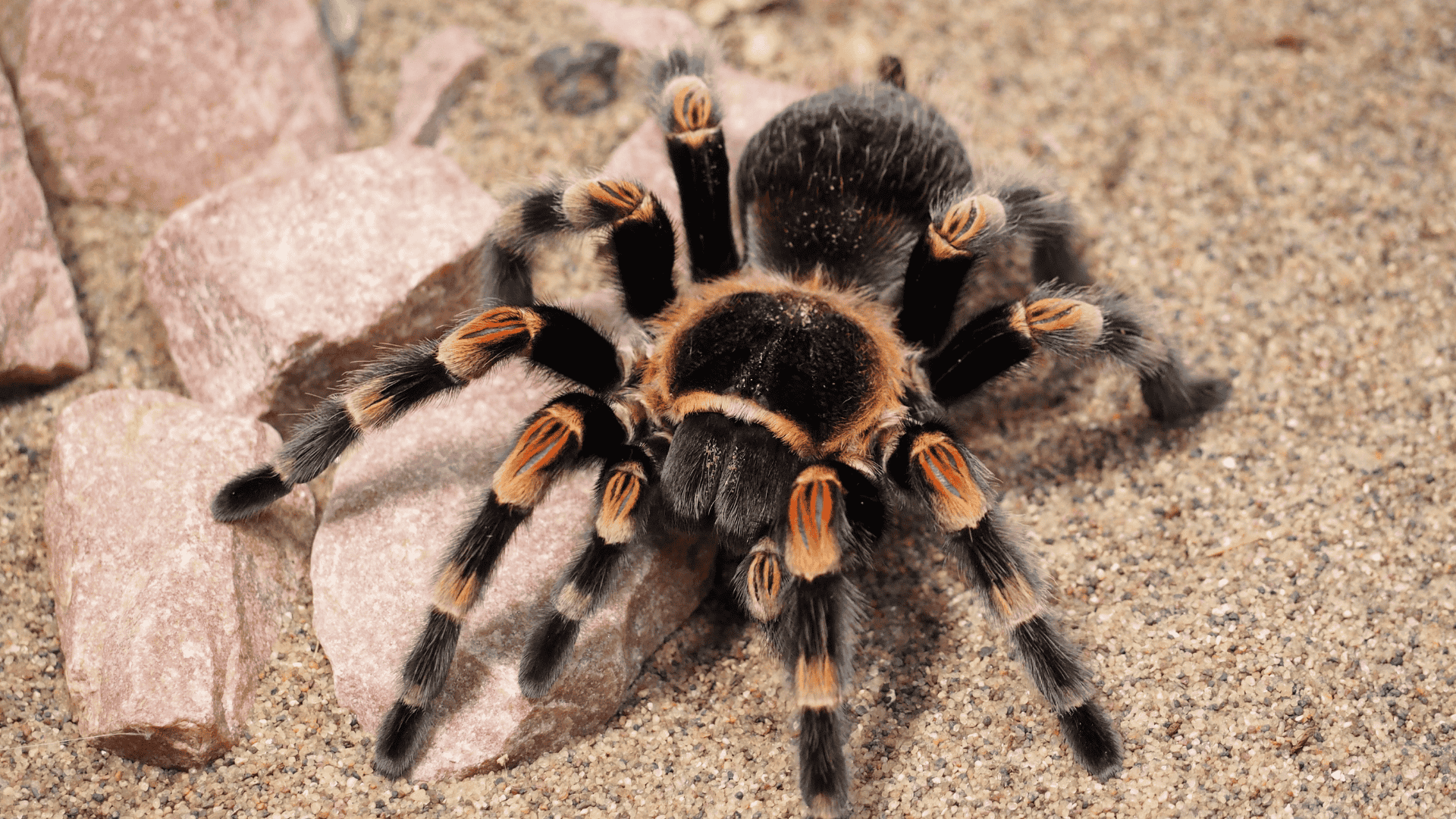 hairy tarantula on sandy ground, large spider with black and orange markings and thick legs in desert-like setting