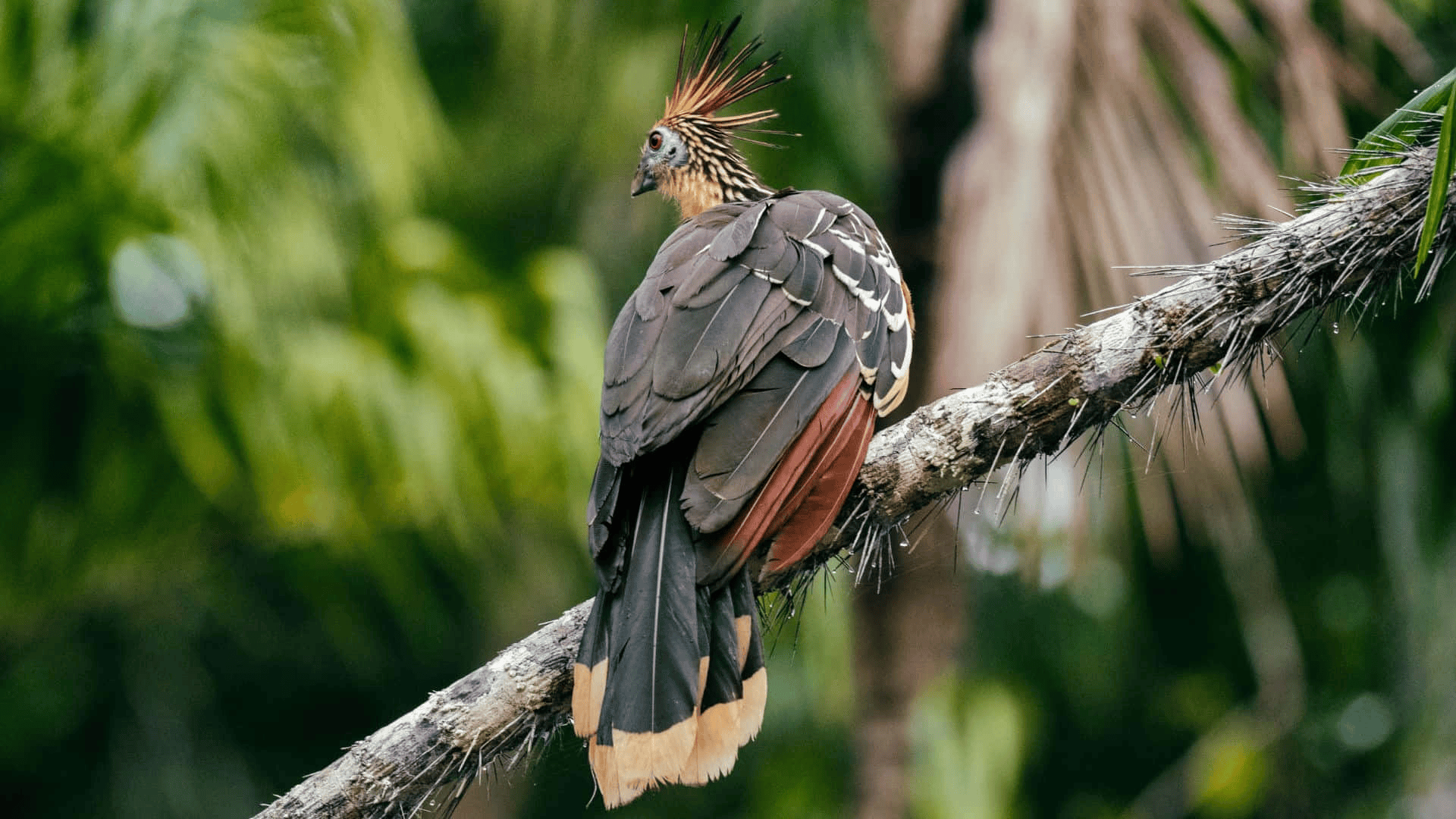 hoatzin bird with spiky crest and brown feathers perched on branch, tropical foliage blurred in background