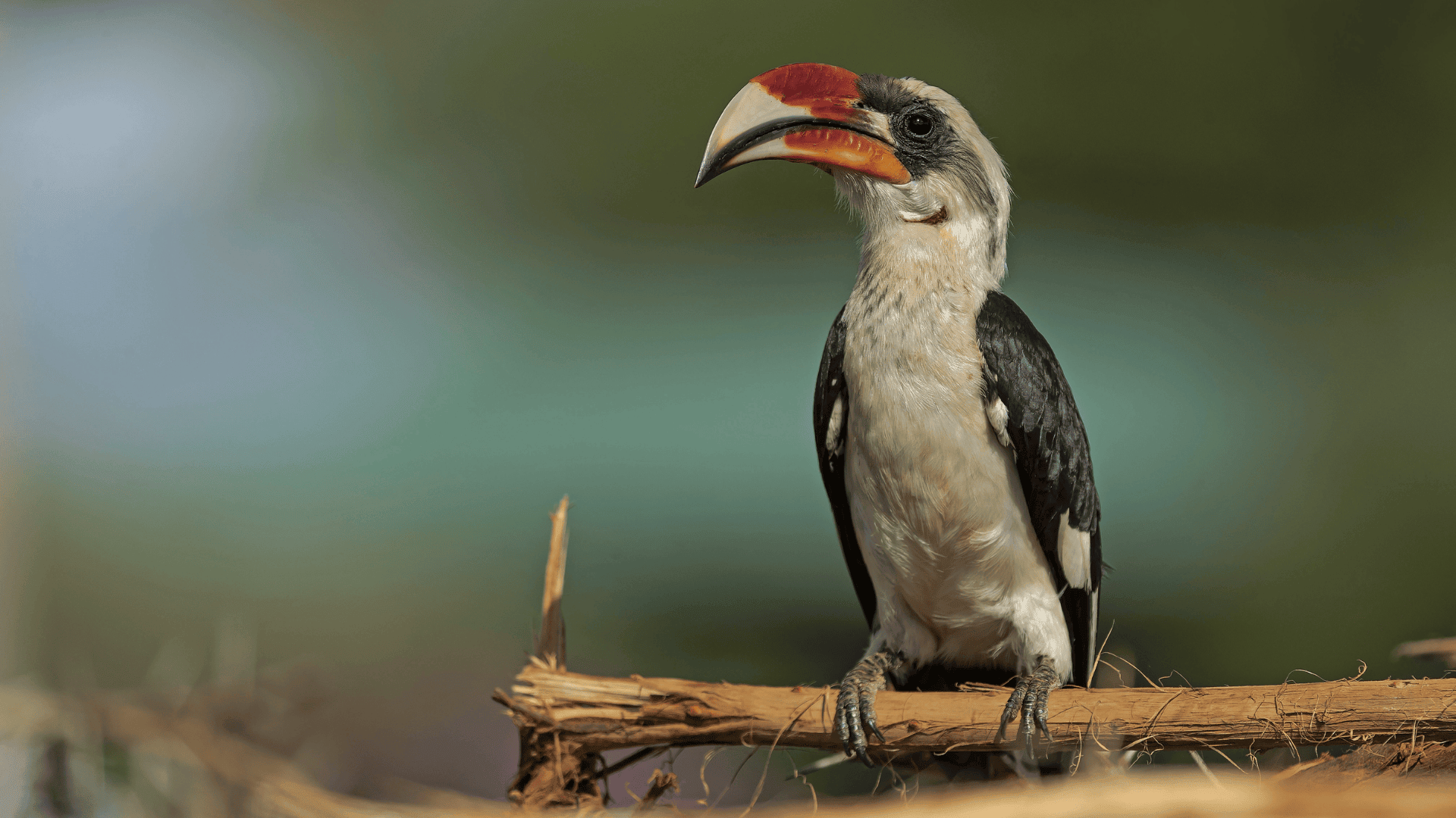 hornbill bird with large curved orange and yellow beak perched on branch, soft green background highlighting its profile