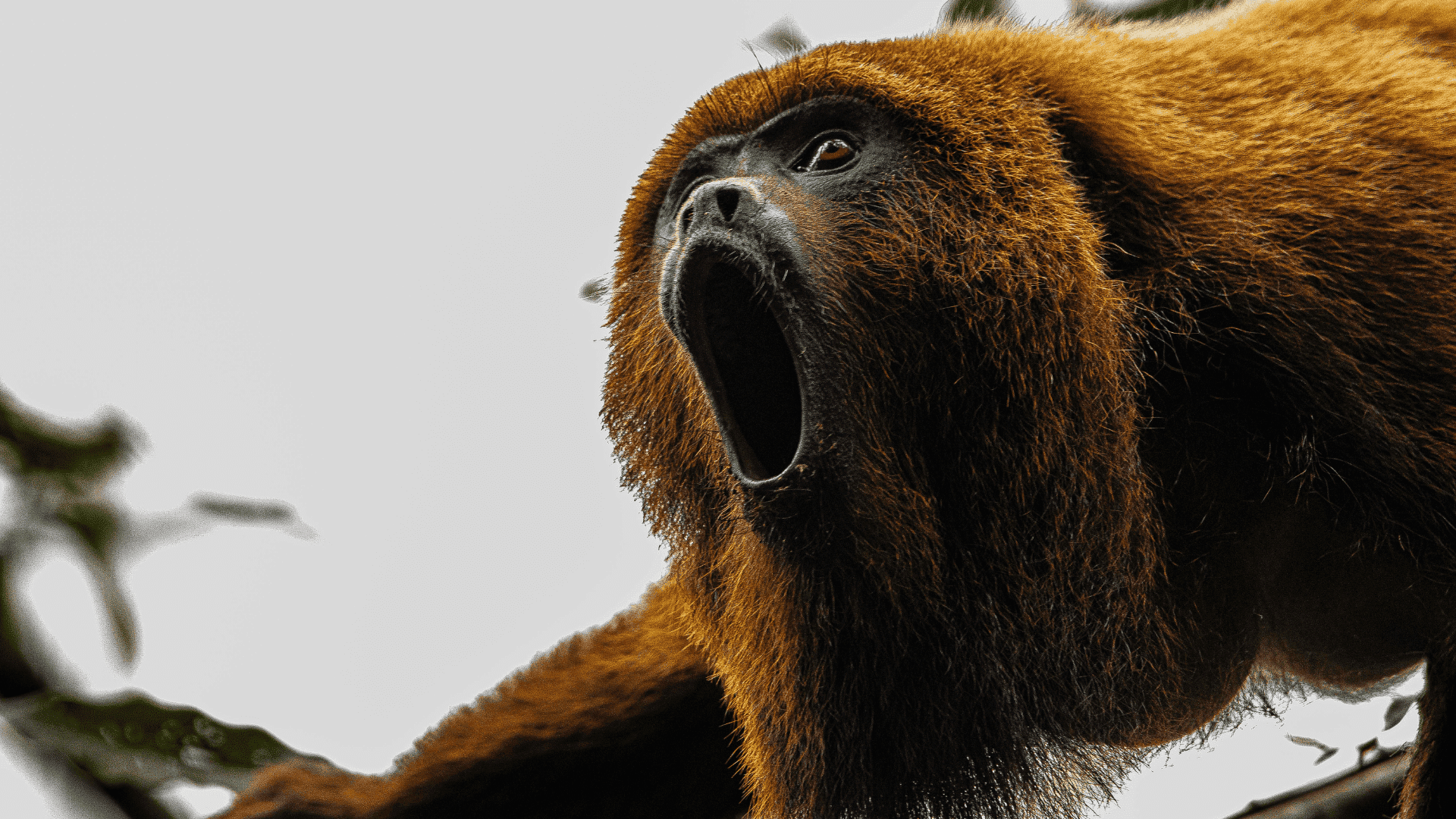 howler monkey with open mouth vocalizing while perched on a branch against a light sky background
