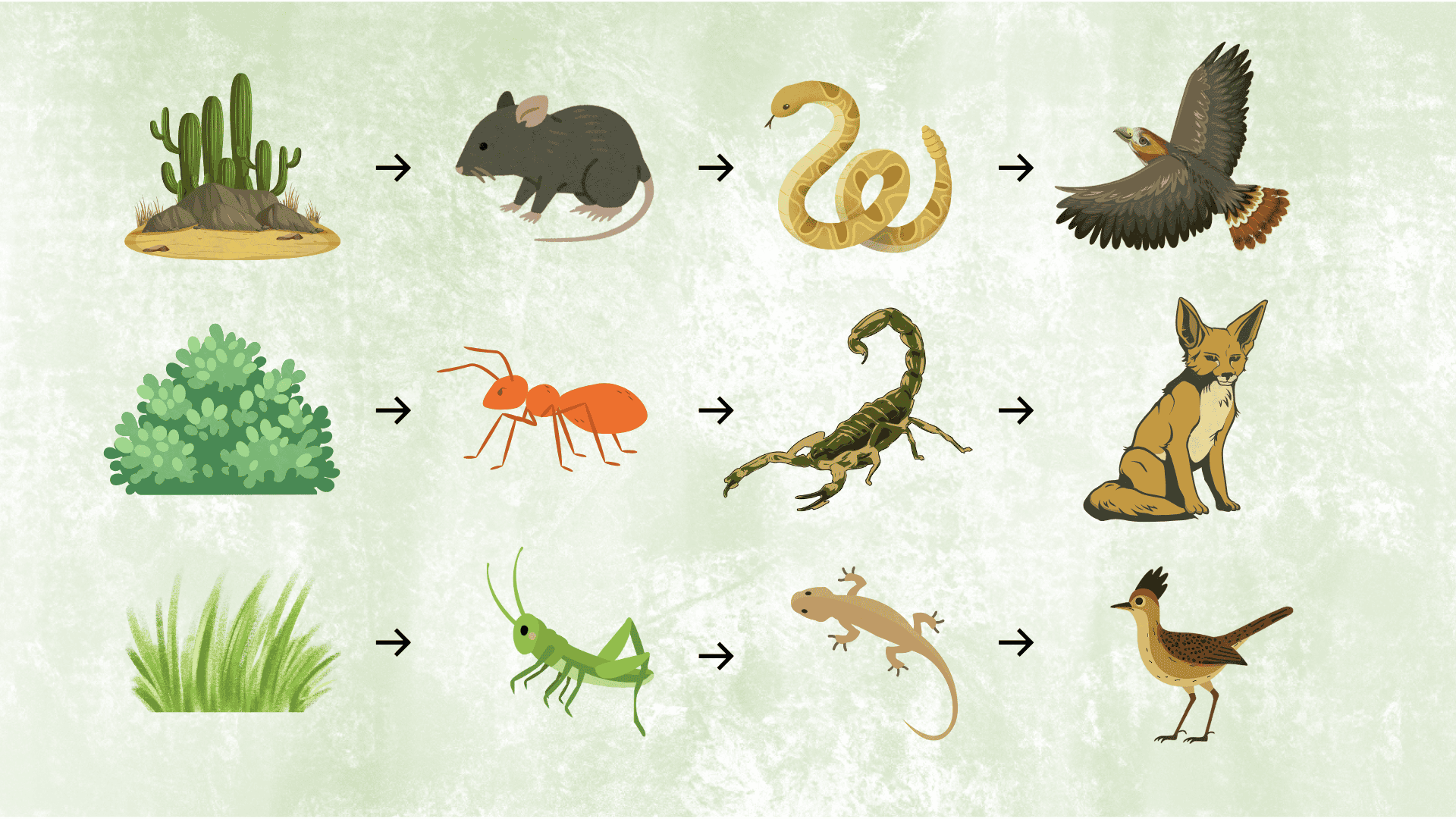 illustrated desert food chains with plants, insects, rodents, reptiles, birds, and fox showing energy flow across multiple chains