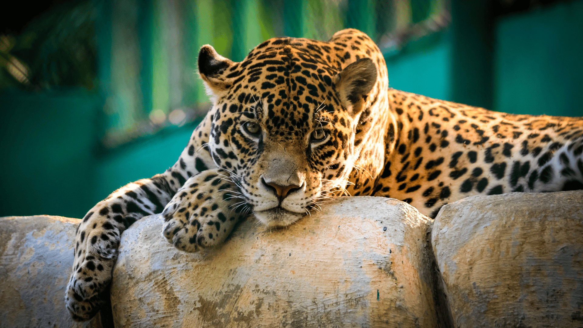 jaguar resting on a rock with spotted coat and intense gaze in a lush green jungle environment
