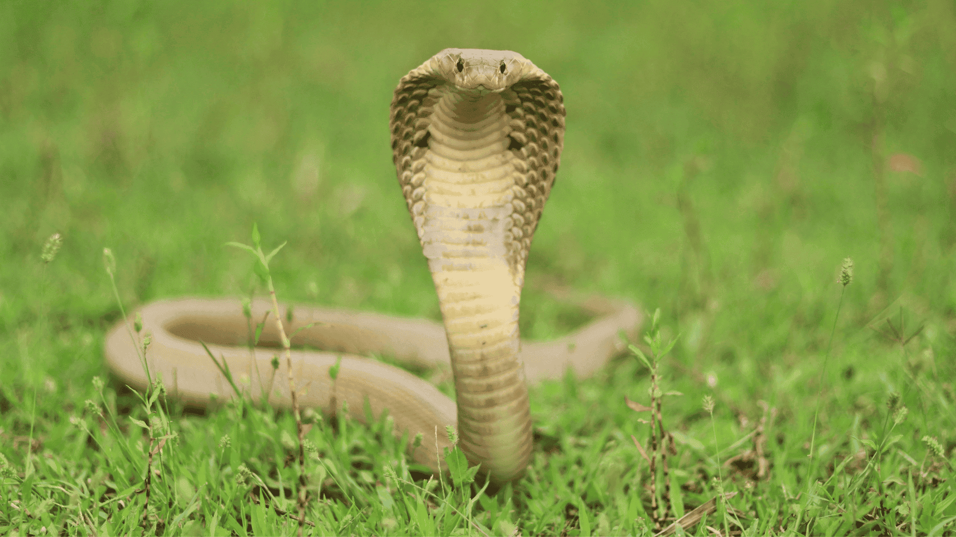 king cobra with hood expanded, body raised upright on grassy ground, facing forward in defensive posture