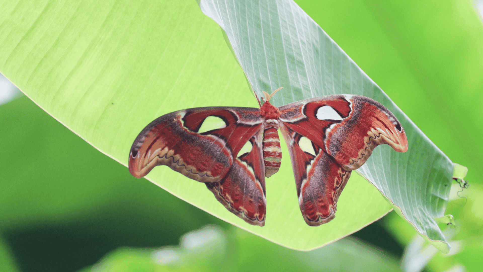 large atlas moth resting on a green leaf, reddish-brown wings with patterns and eye-like markings spread wide