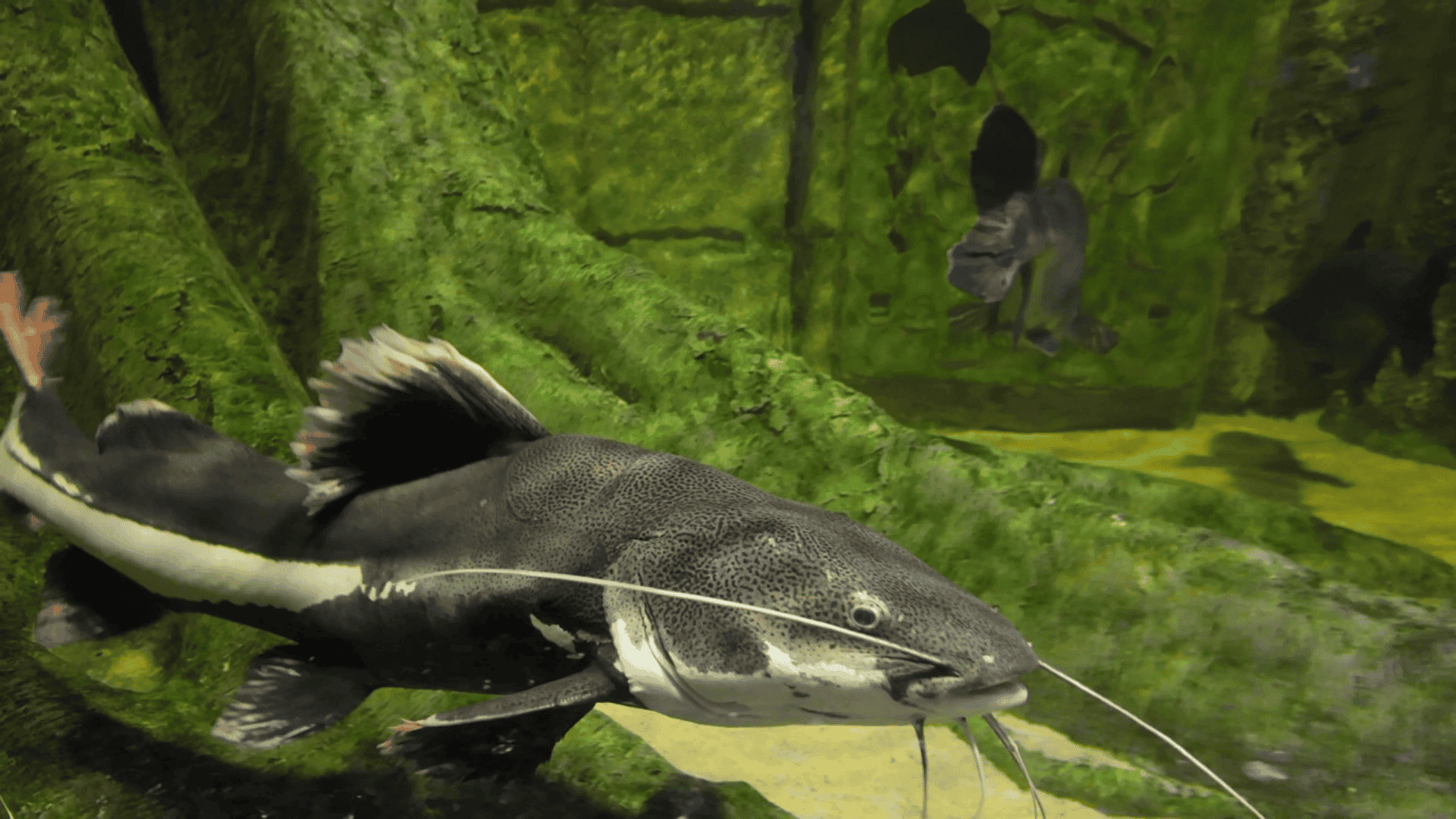 large catfish swimming in aquarium, whisker-like barbels extended with rocky green background and other fish visible