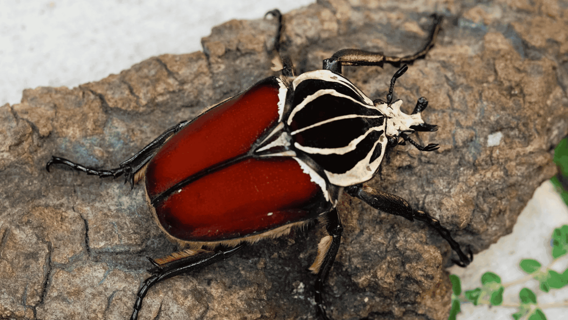 large goliath beetle on rough bark, glossy red and black shell with bold white markings and strong legs visible