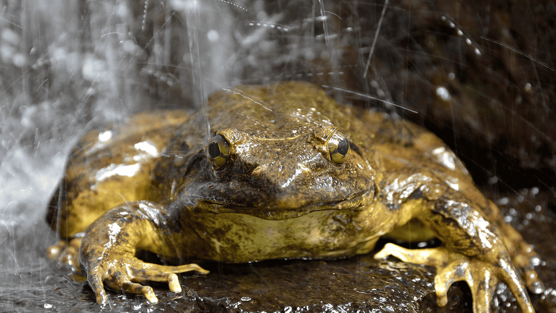 large goliath frog sitting on wet rock under flowing water, brown textured skin and wide body visible