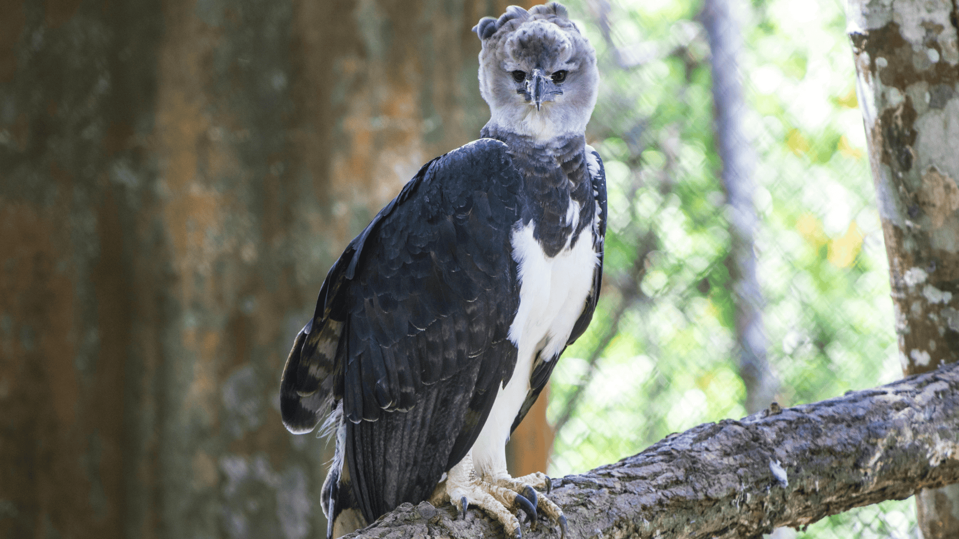 large harpy eagle with black and white plumage perched on thick branch, powerful talons visible in rainforest setting