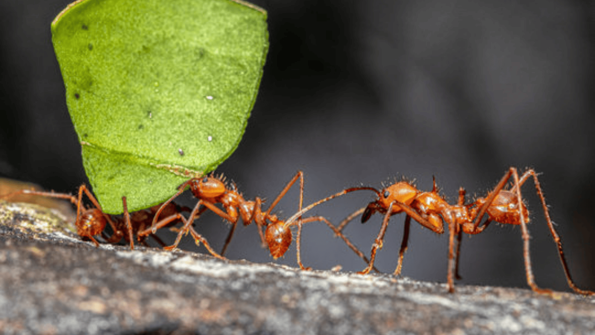 leafcutter ants carrying a green leaf piece in a line, detailed insects working together on a forest floor path