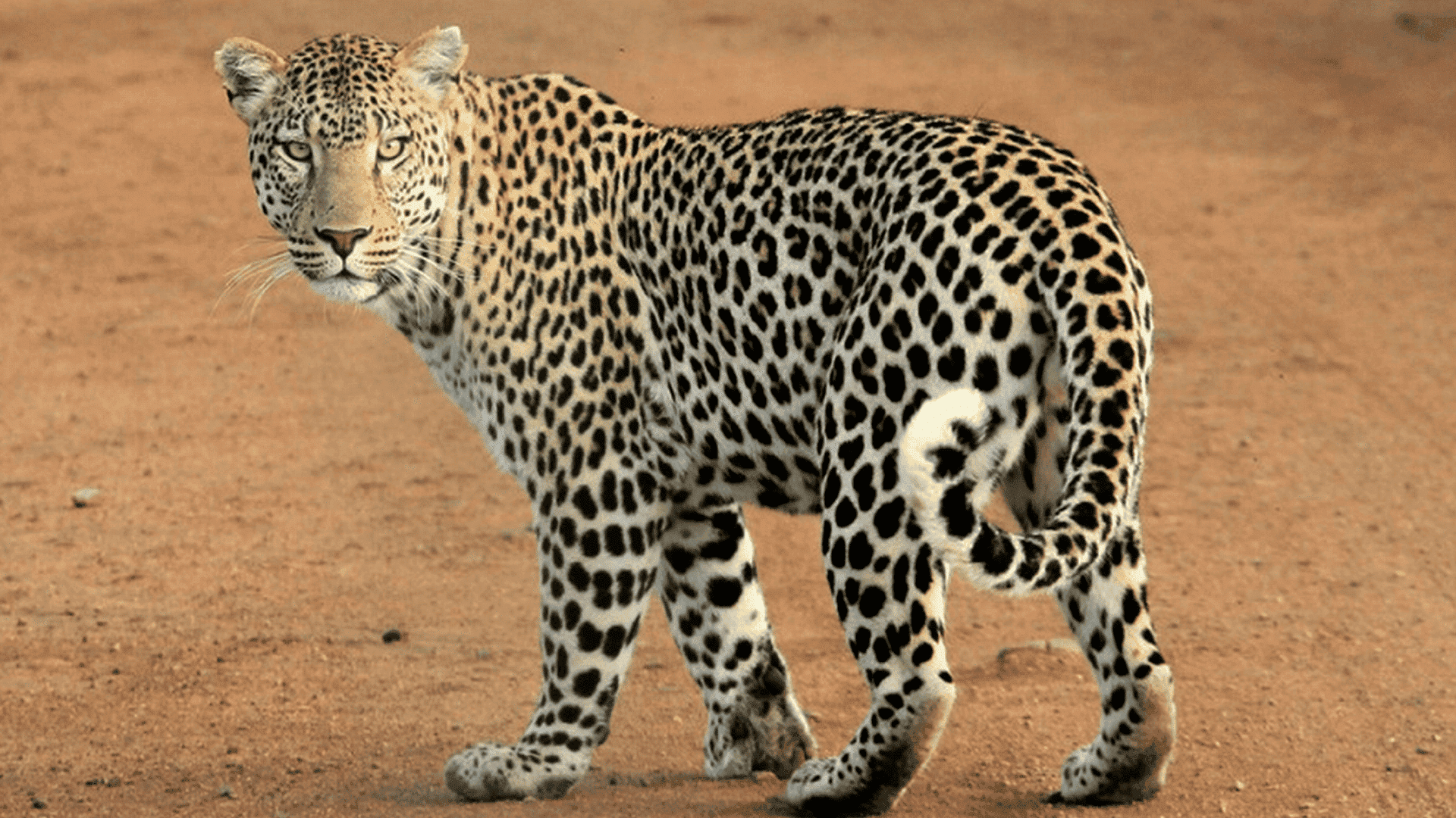 leopard standing on dry ground looking back with alert posture and distinctive spotted fur pattern