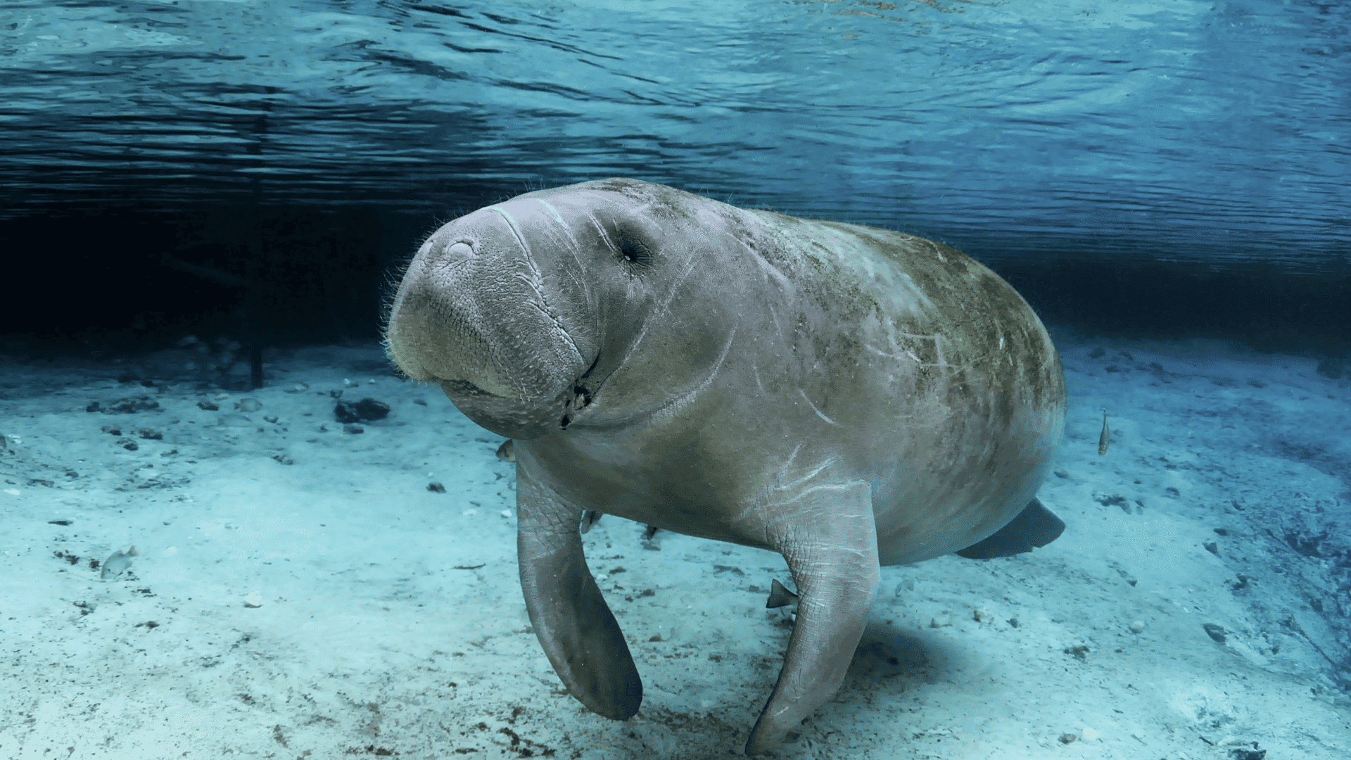 manatee swimming underwater in clear blue water with sandy bottom and calm gentle expression