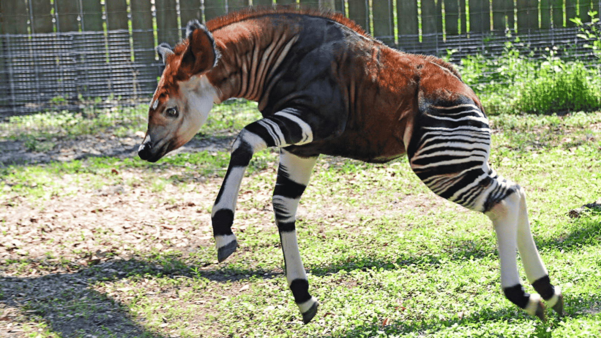 okapi walking in enclosure with striped legs and reddish coat resembling a mix of zebra and giraffe