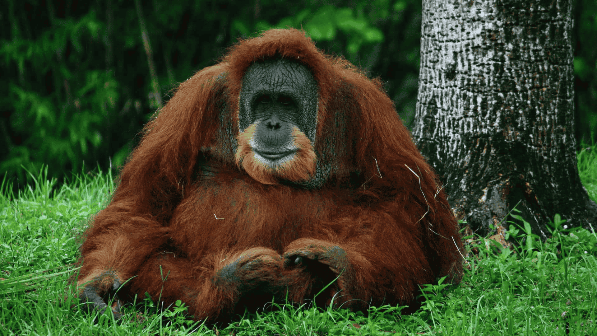 orangutan sitting on grass with long reddish fur and relaxed posture near a tree in natural habitat