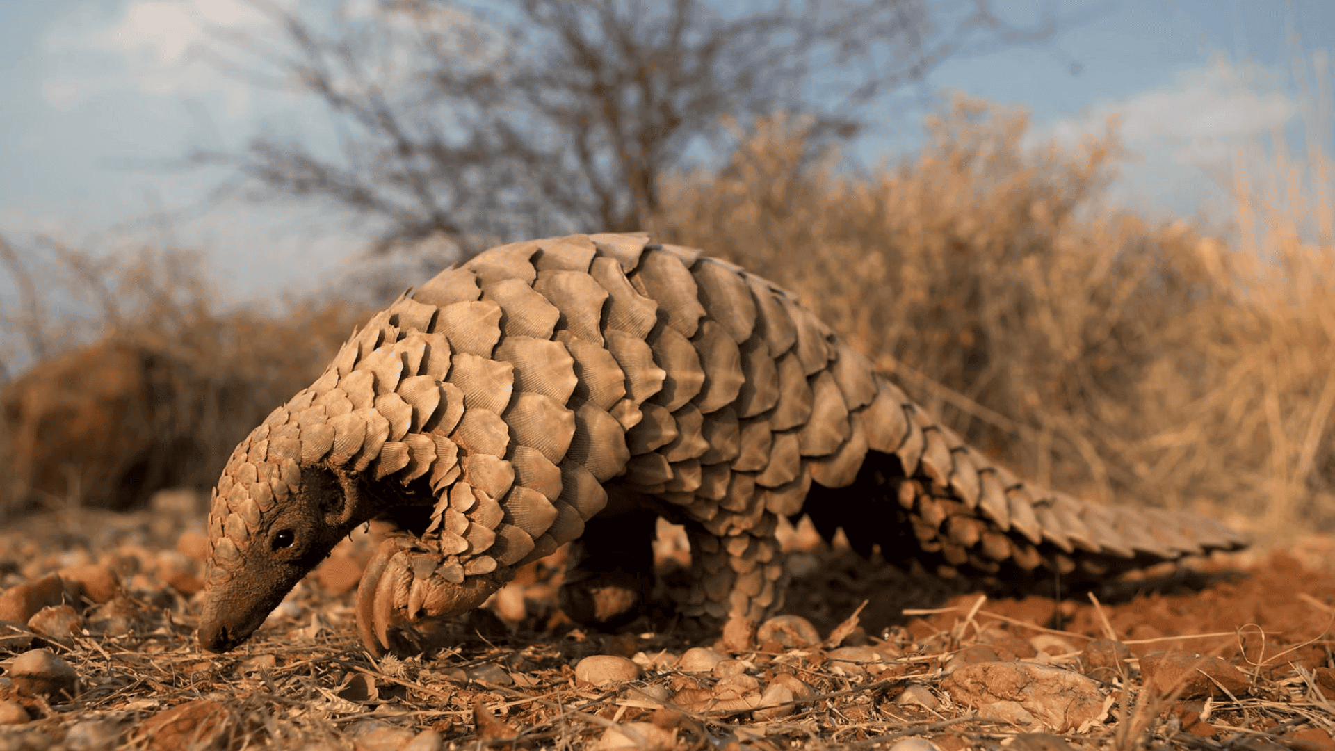 pangolin covered in scales walking on dry ground with long tail and pointed snout in savanna setting