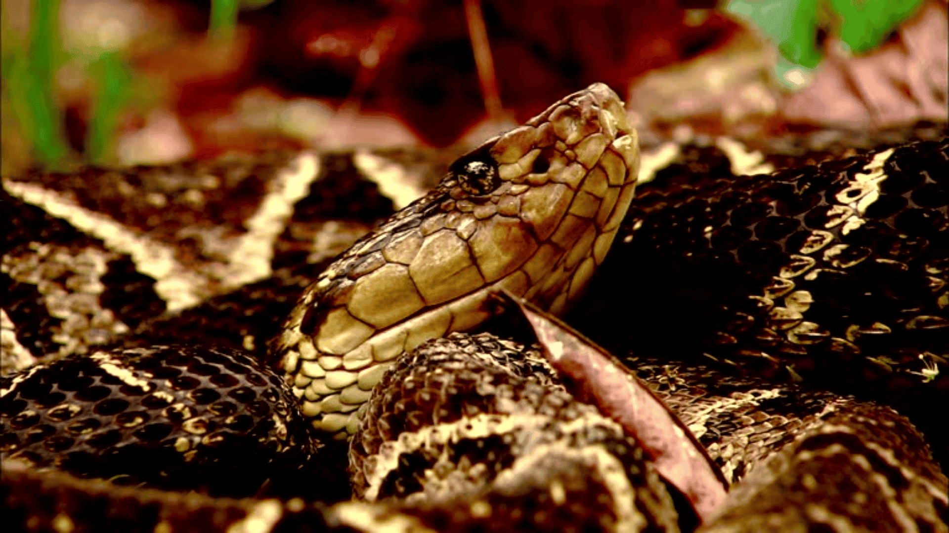 patterned fer-de-lance snake resting among dry leaves, head raised slightly with textured scales and alert gaze