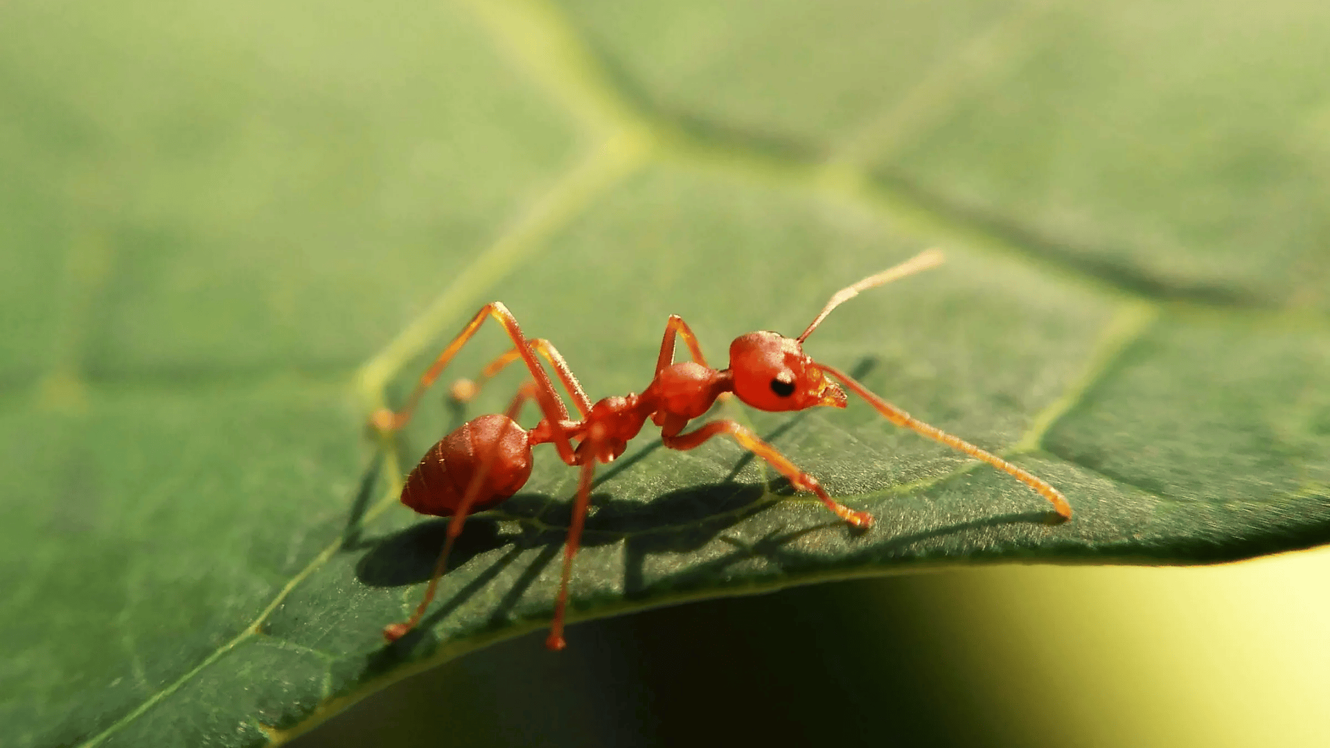 red bullet ant walking across a green leaf, slender body and long legs sharply detailed in a close-up macro shot