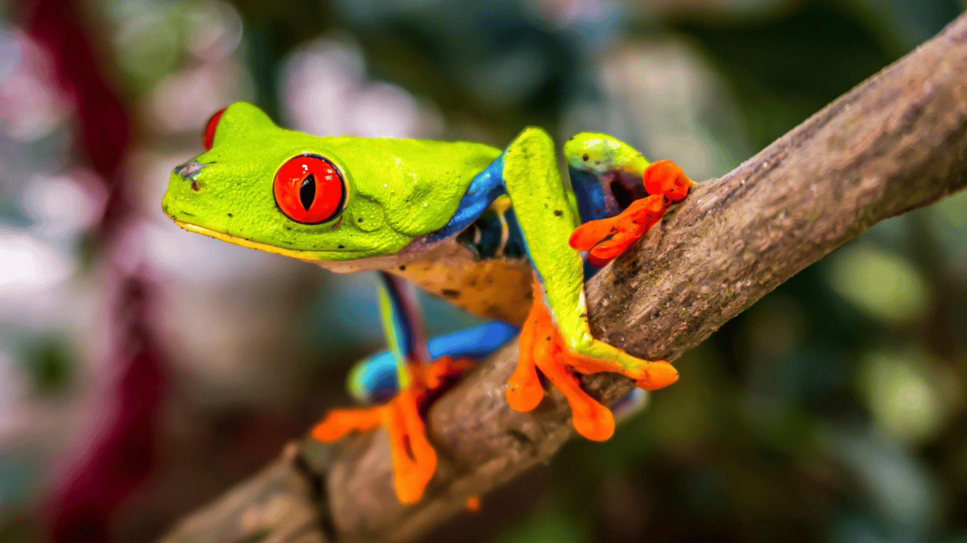 red-eyed tree frog gripping branch, bright green body with red eyes, blue sides and orange feet in sharp focus