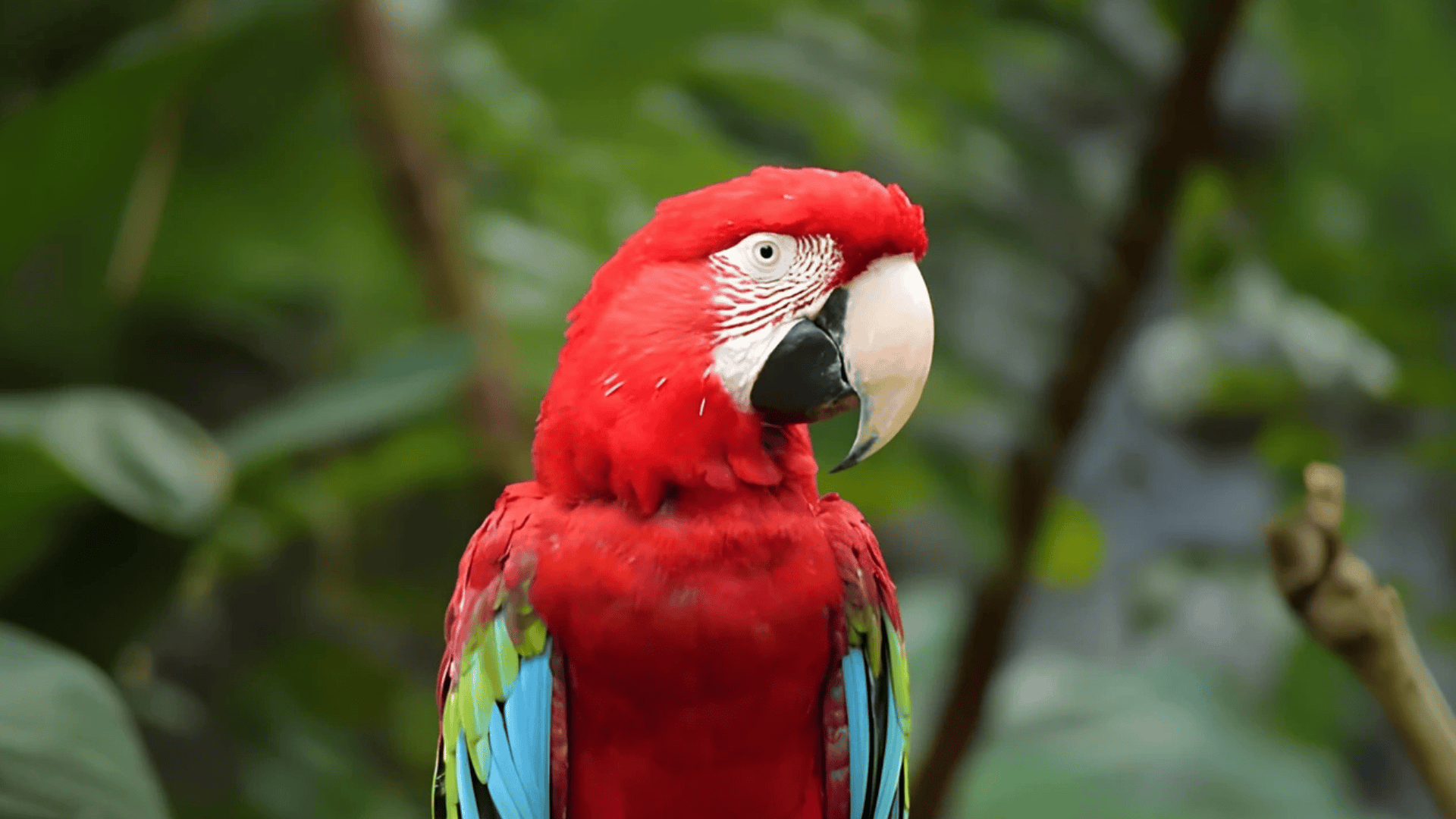 red parrot with green and blue wing accents perched on branch, detailed face markings and curved beak visible