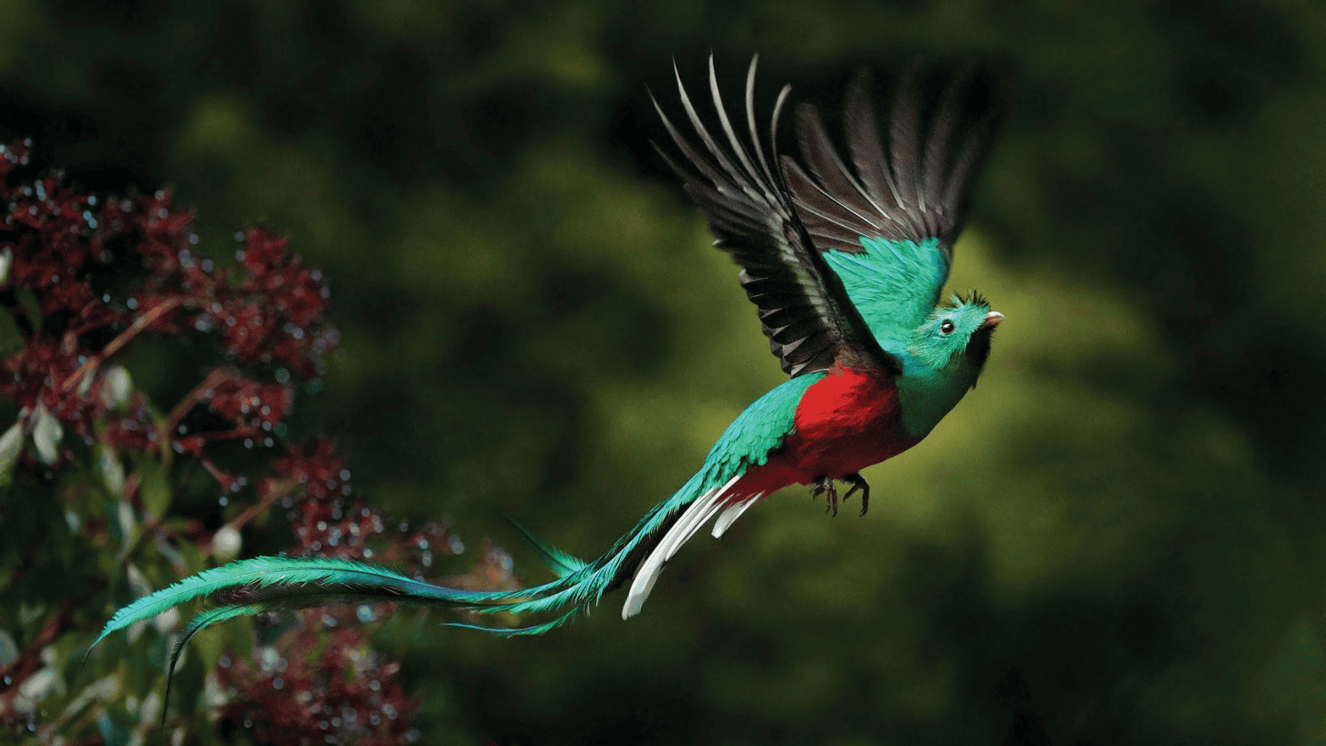 resplendent quetzal in flight with green body and long tail feathers, wings spread against dark forest background
