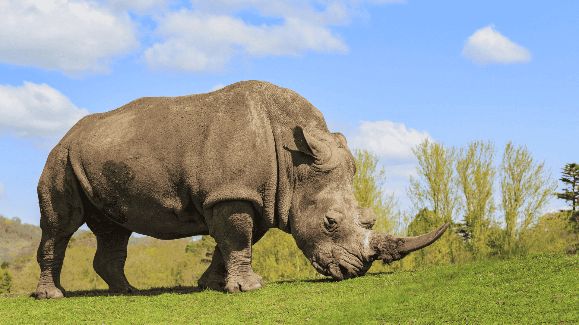 rhinoceros grazing on grass with large horn and thick skin under a bright sky in open landscape