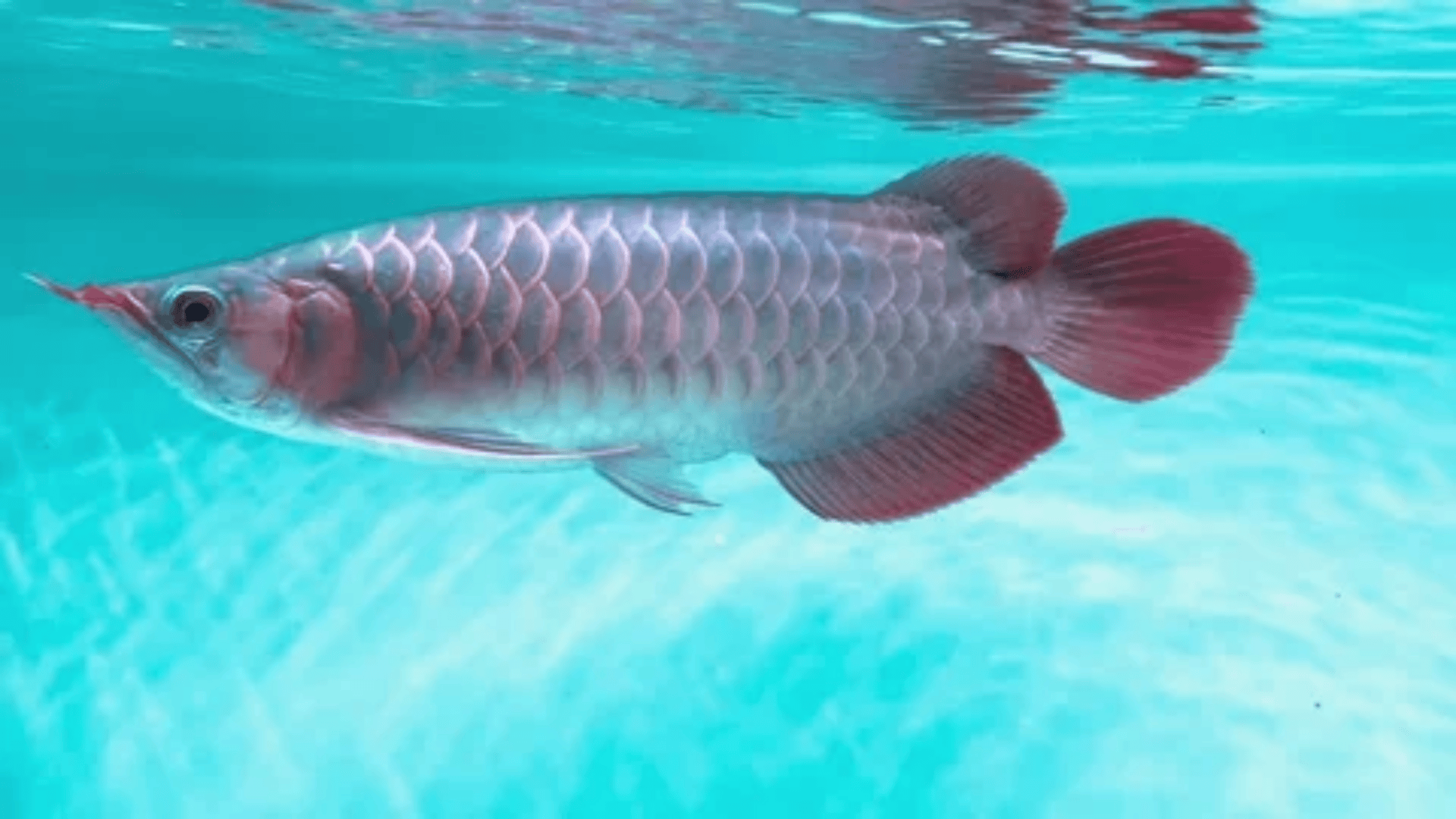 silver arowana fish swimming in clear blue water, long body and large scales reflecting light with red-tinted fins