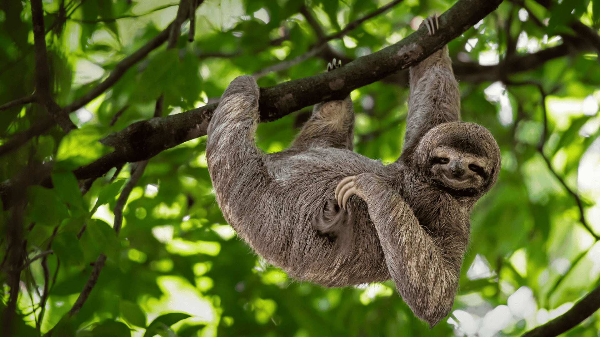 sloth hanging upside down from tree branch in dense green forest with slow relaxed posture