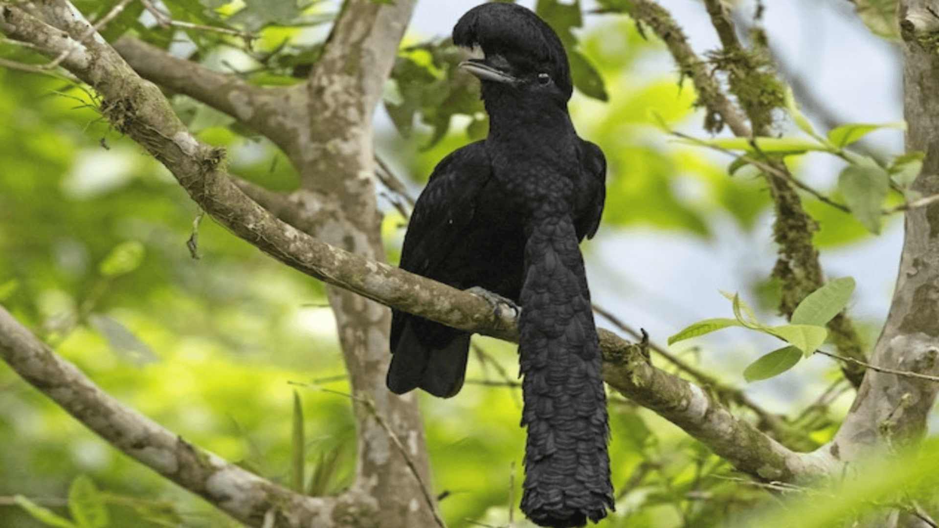 small black bird with crest and long tail perched on a branch in lush green forest, looking sideways among leaves