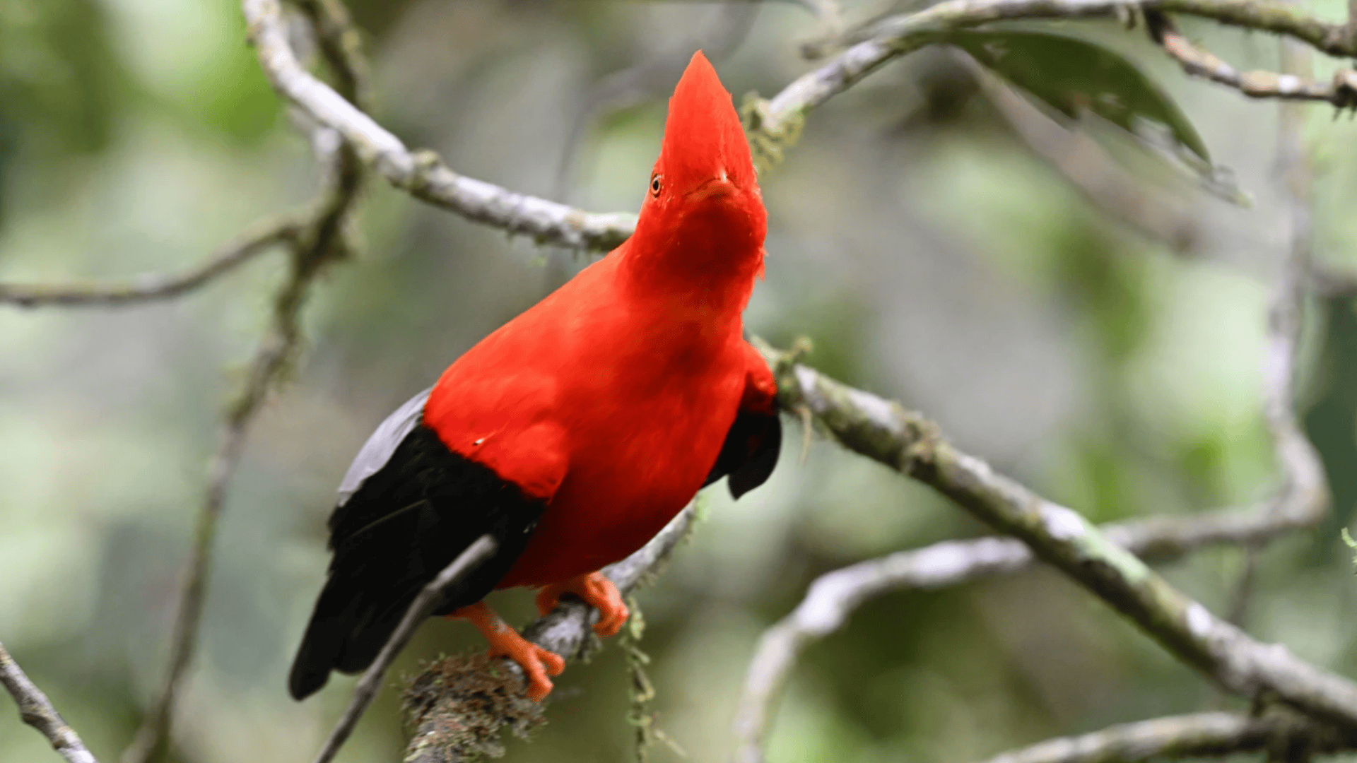 small bright red bird with pointed crest perched on branch in forest, vivid plumage contrasts with soft green blurred background