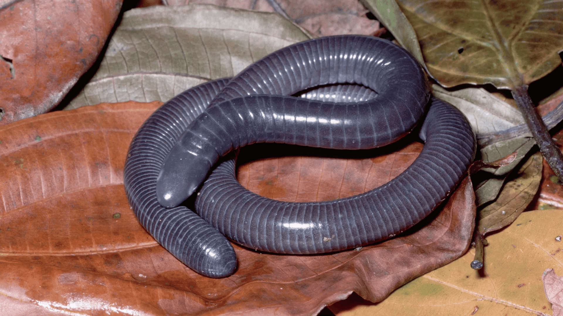 smooth dark gray caecilian coiled on dry brown leaves, worm-like amphibian with segmented body in forest floor setting