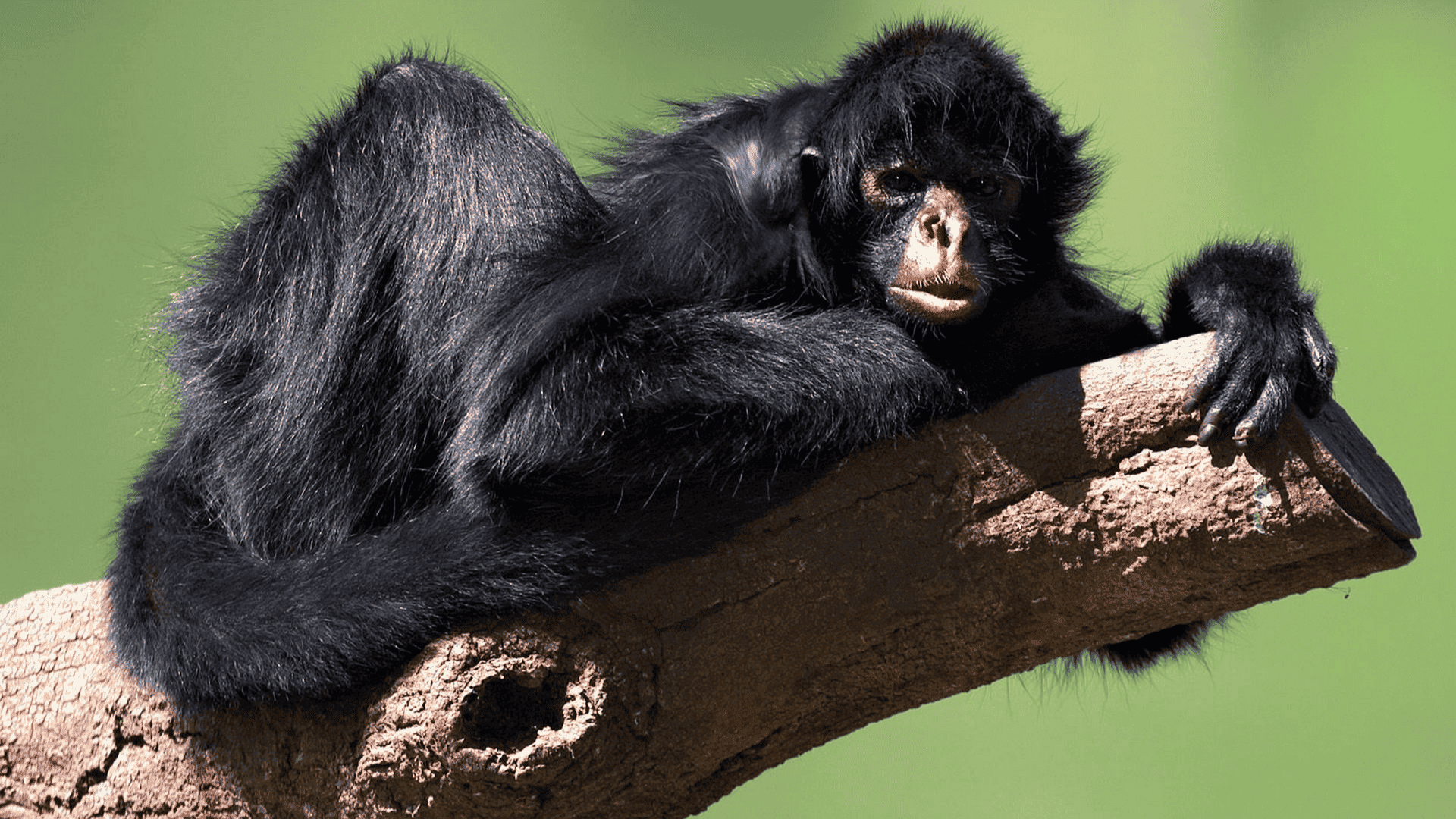 spider monkey resting on a branch with long limbs and black fur against a soft green background