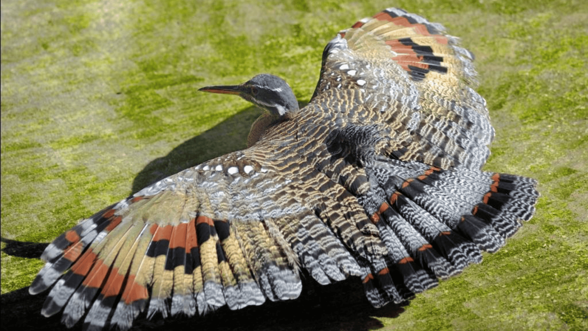 sunbittern displaying wide patterned wings with intricate stripes and spots, standing on ground