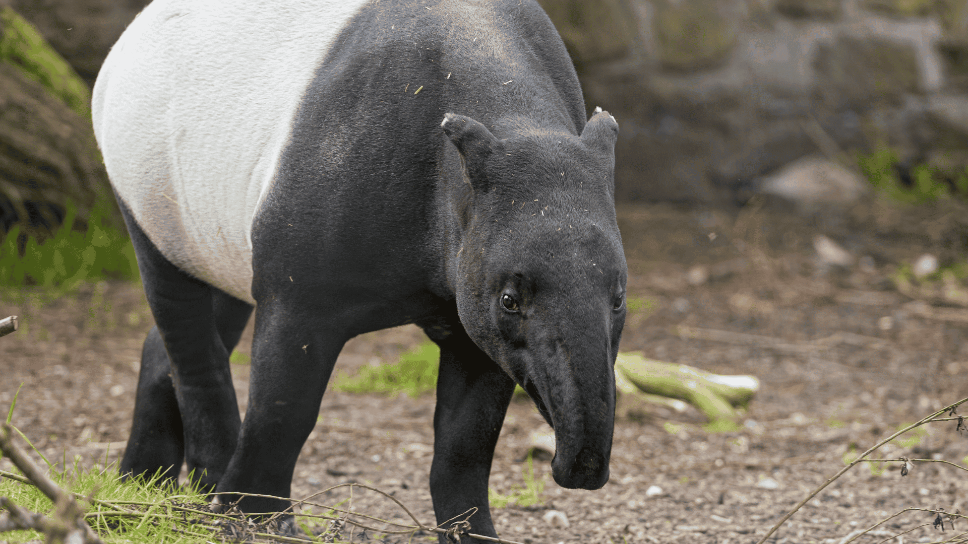 tapir with black and white body walking on forest floor with elongated snout in natural habitat