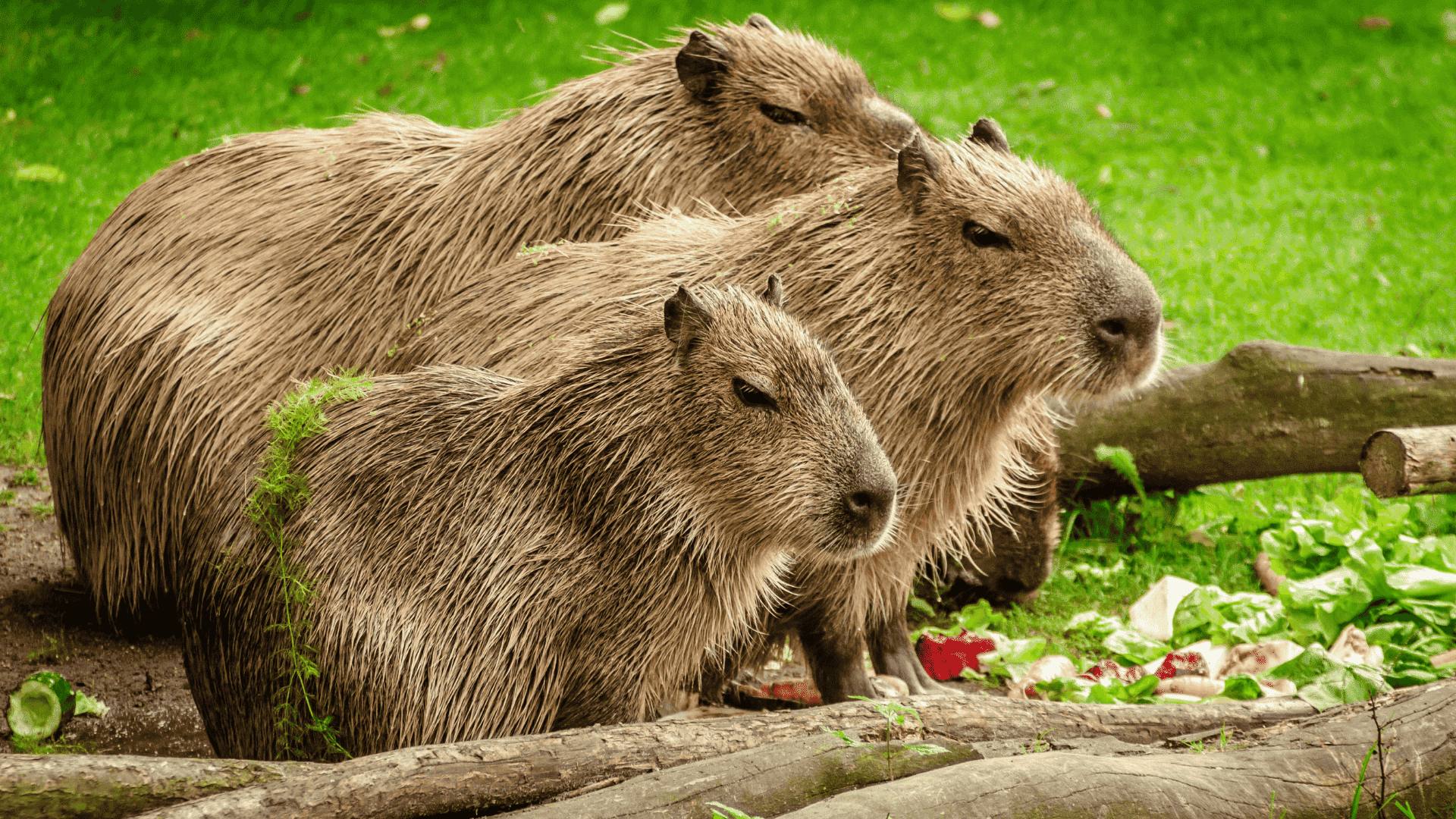 three capybaras standing together on grass near logs with bits of food around in a natural outdoor setting