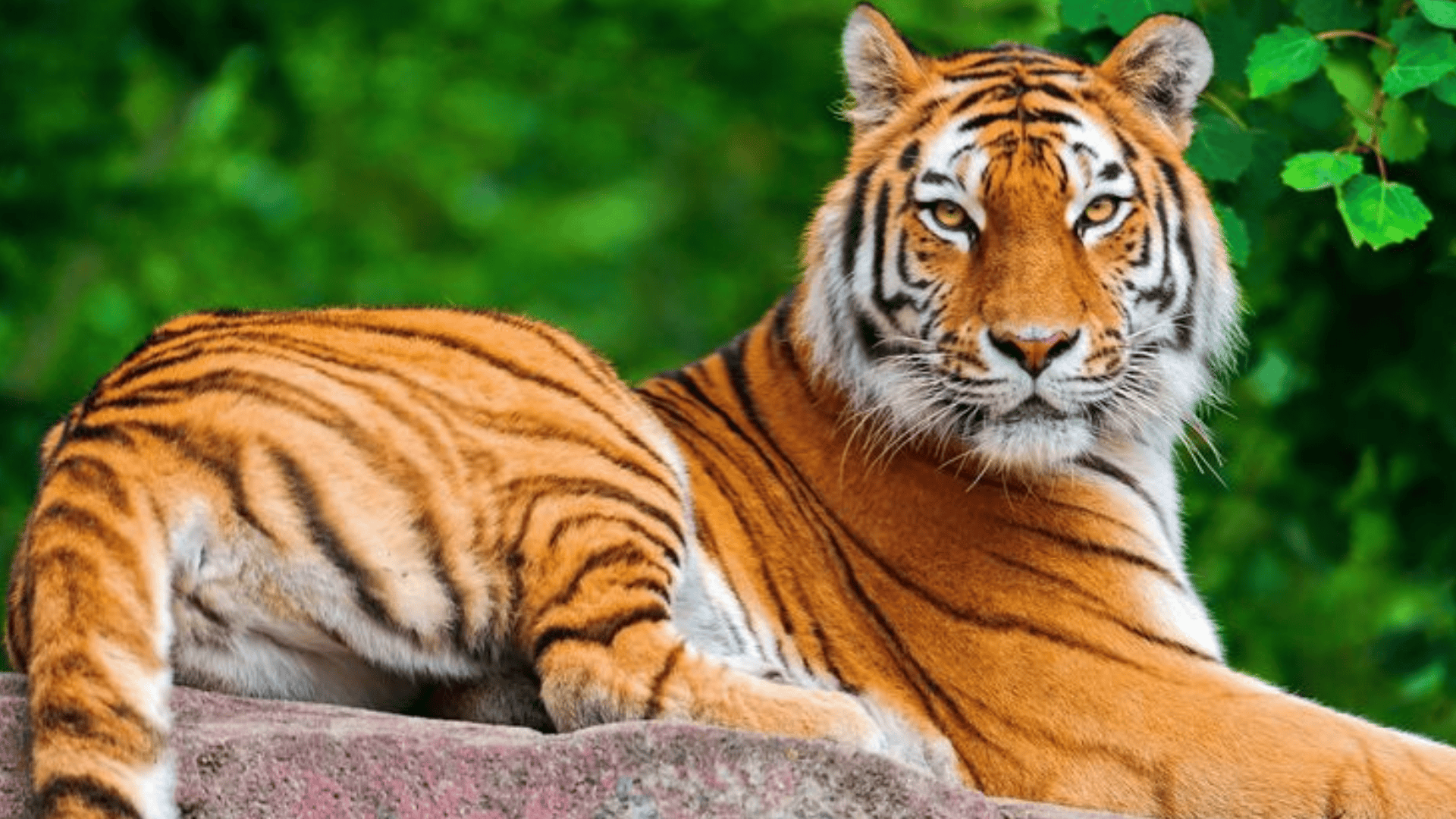tiger lying on rock with orange and black stripes looking forward in a vibrant green forest backdrop