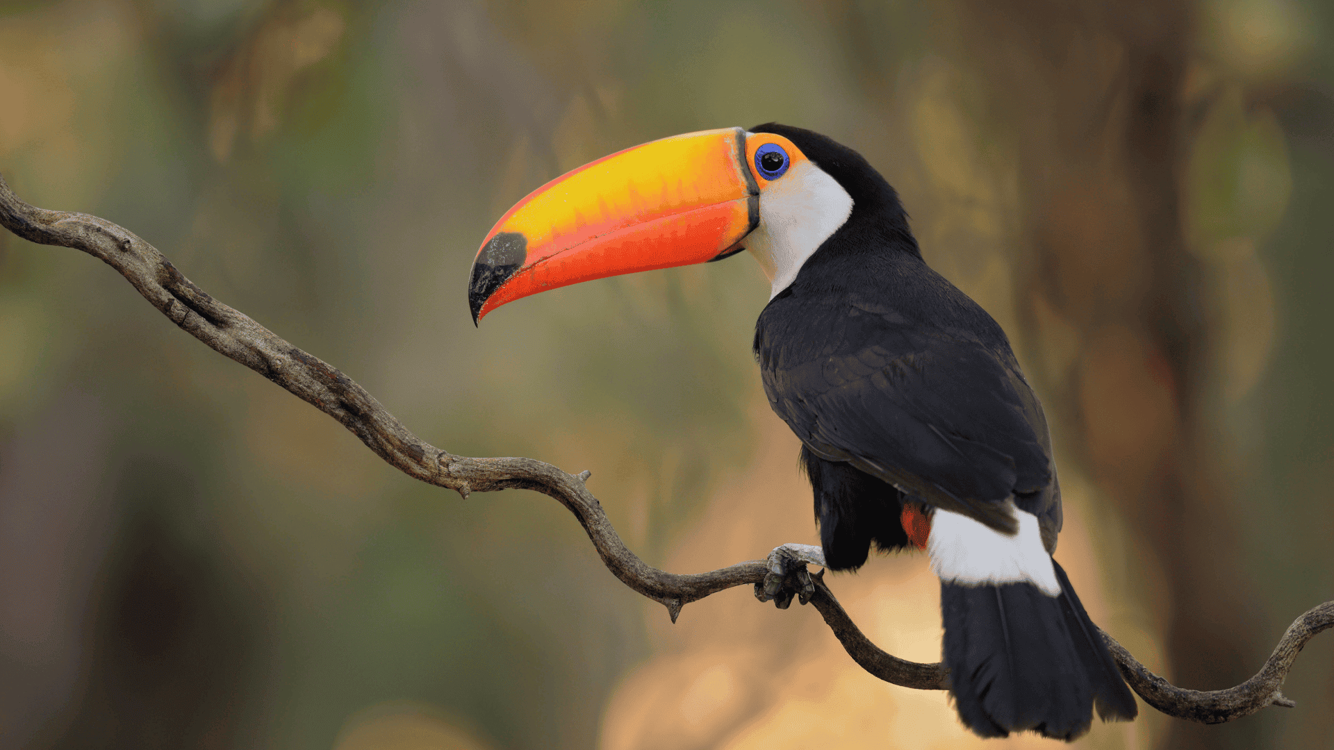 toucan with large orange beak perched on branch, black body and white chest contrasting with warm blurred background